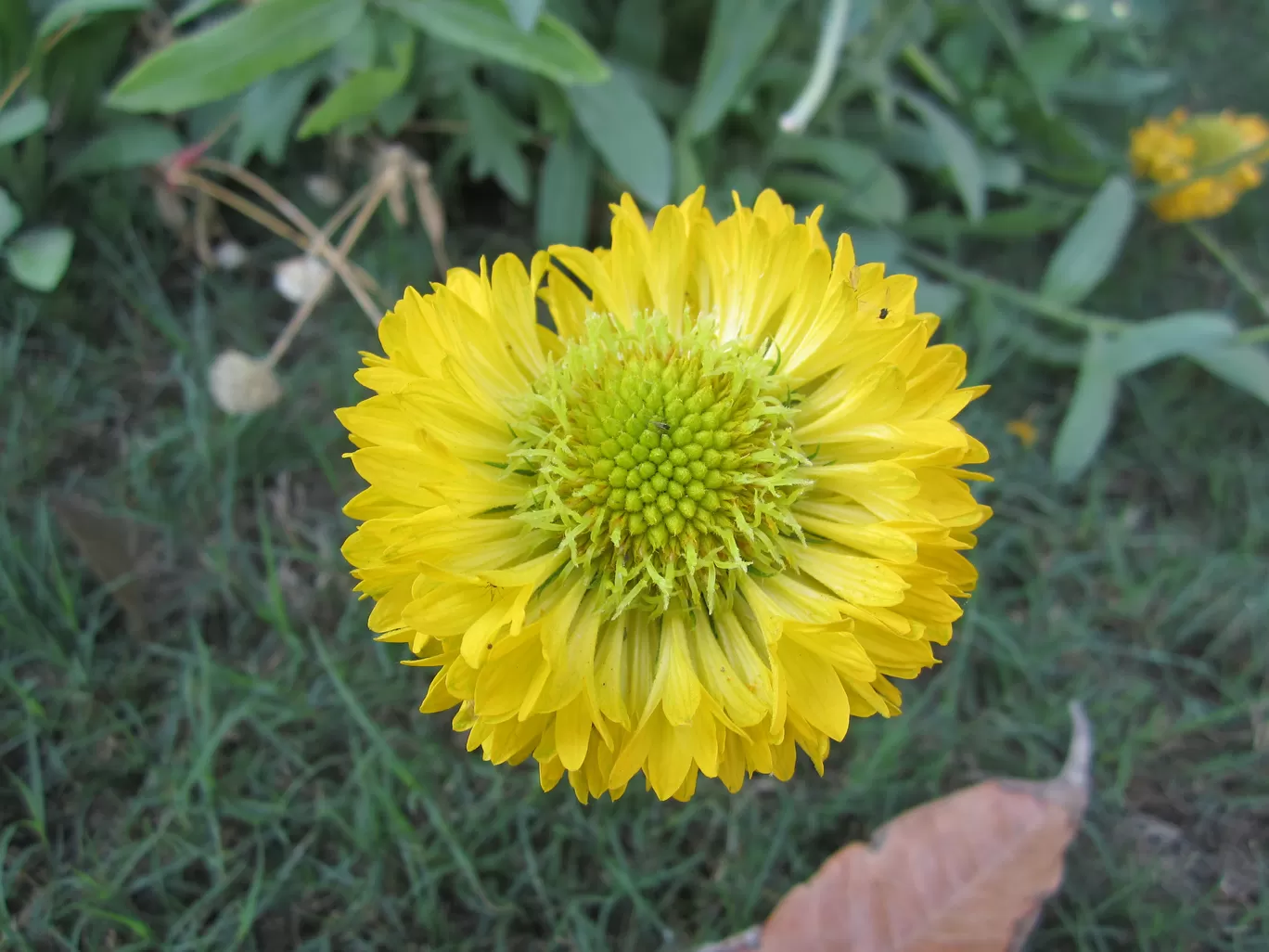 Photo of Lal Bagh By Ajay Singh Chouhan