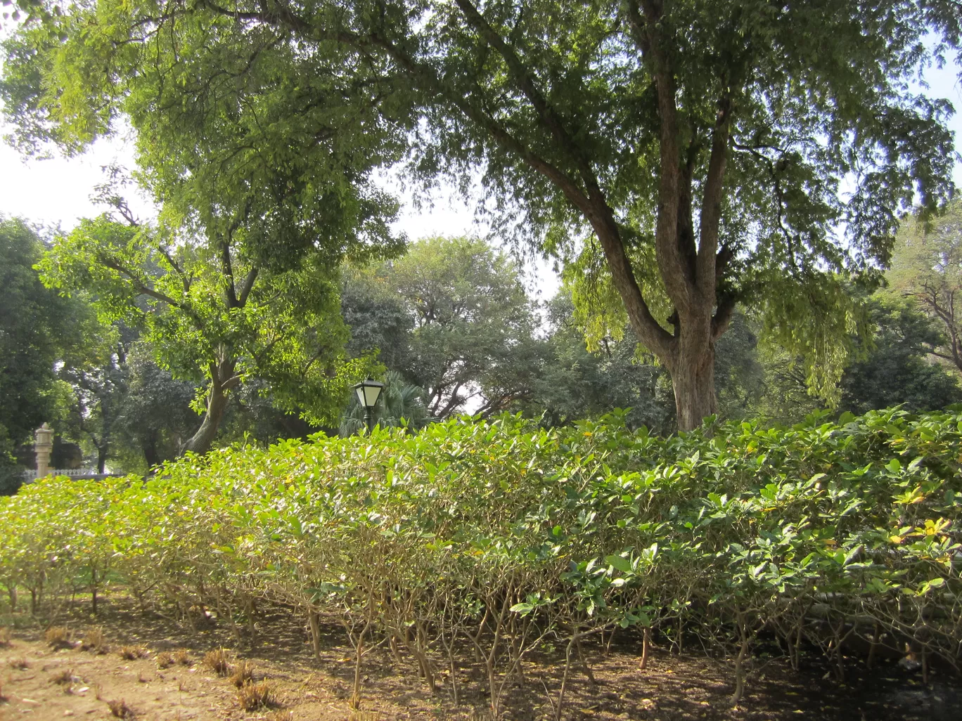 Photo of Lal Bagh By Ajay Singh Chouhan