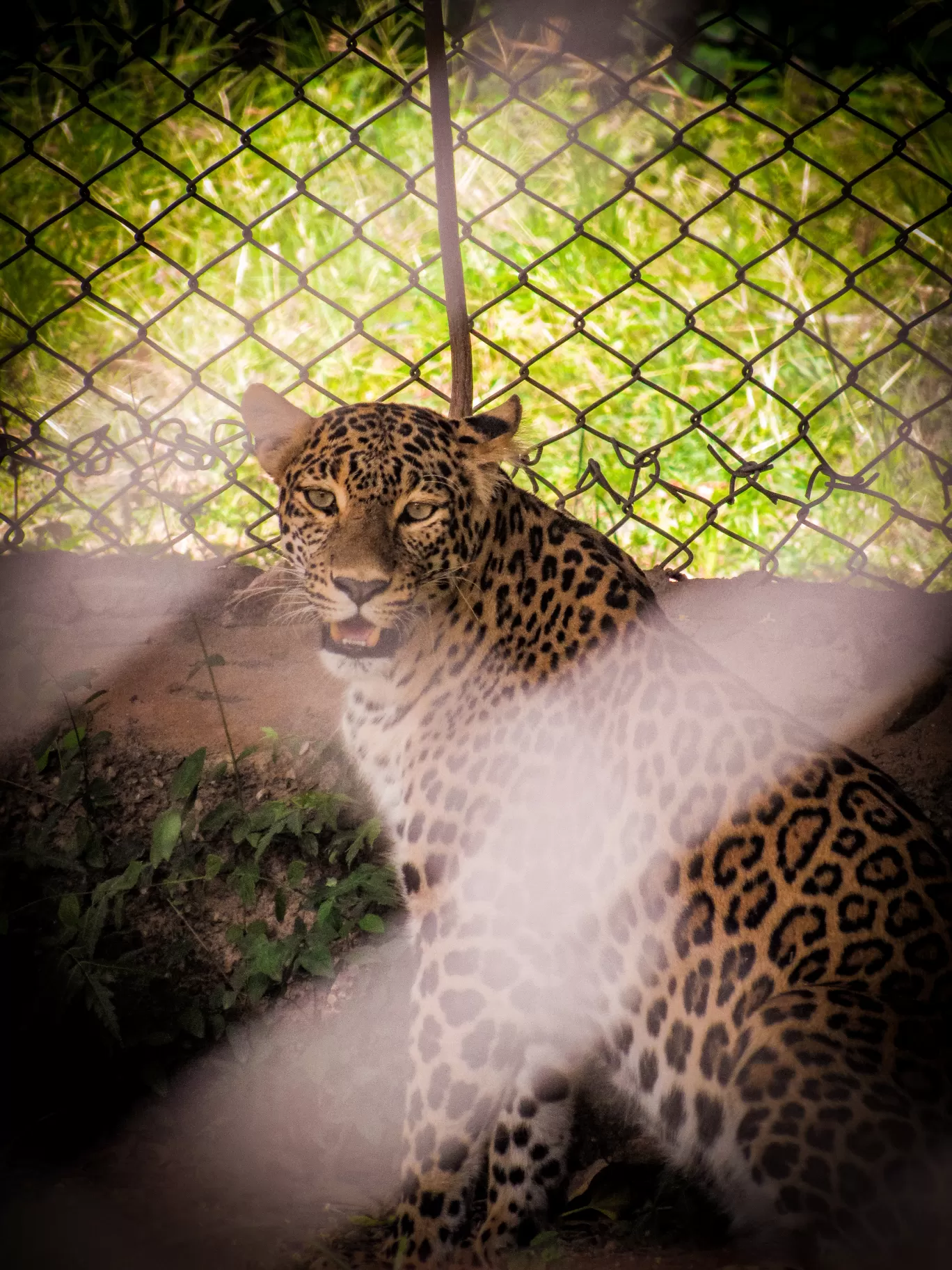 Photo of Nahargarh Biological Park By Ajay Singh Chouhan