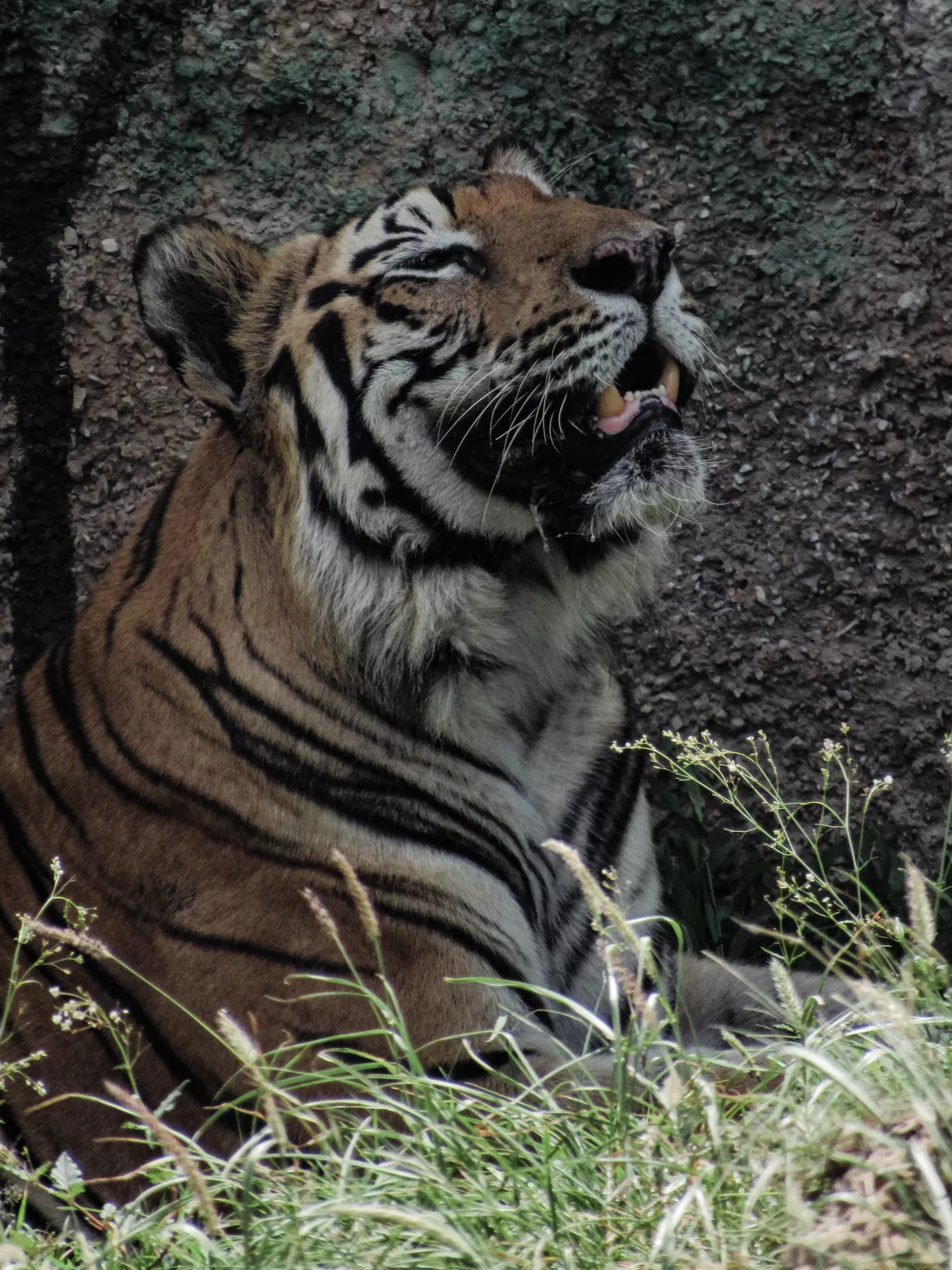 Photo of Nahargarh Biological Park By Ajay Singh Chouhan