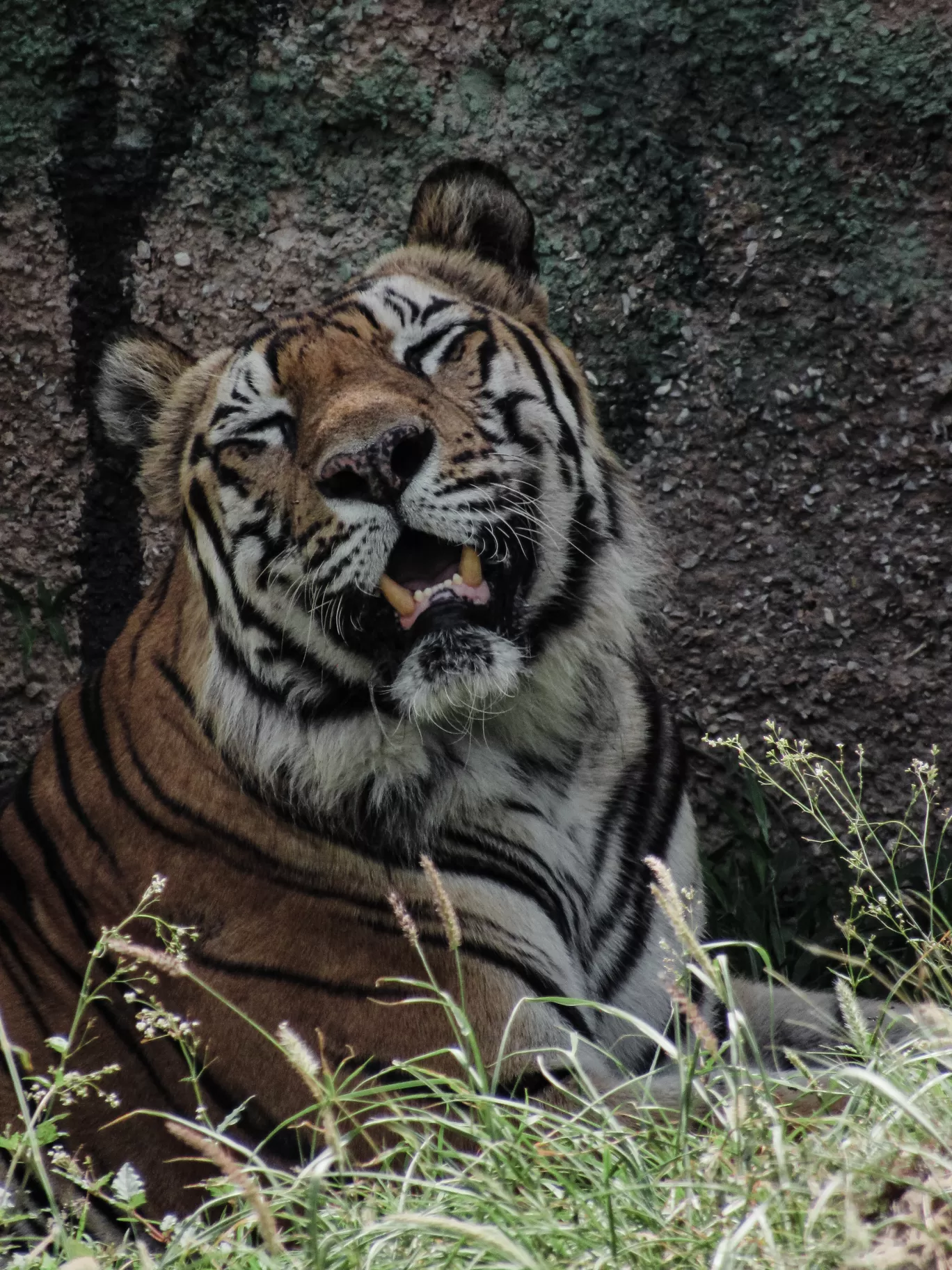 Photo of Nahargarh Biological Park By Ajay Singh Chouhan