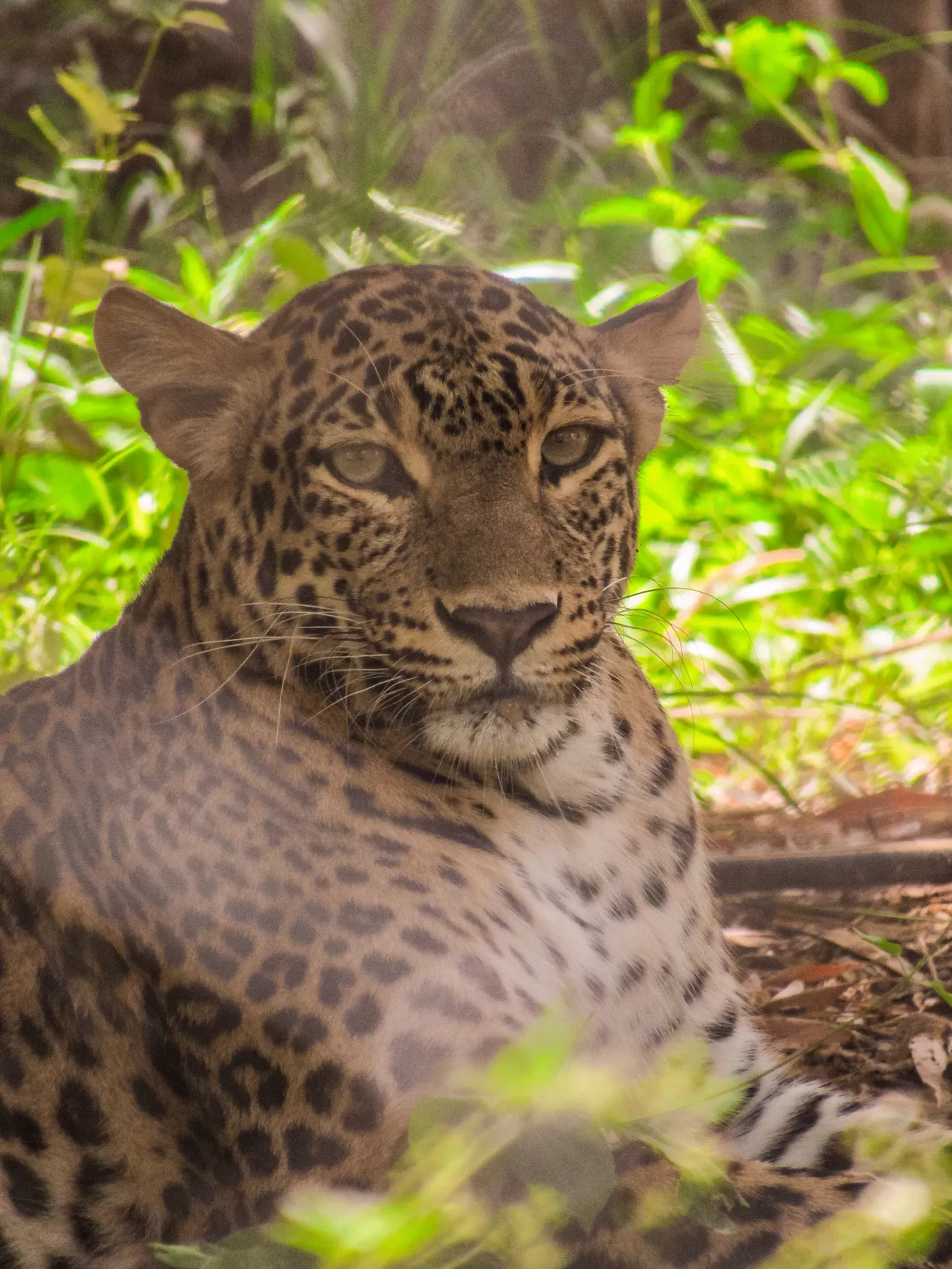 Photo of Nahargarh Biological Park By Ajay Singh Chouhan