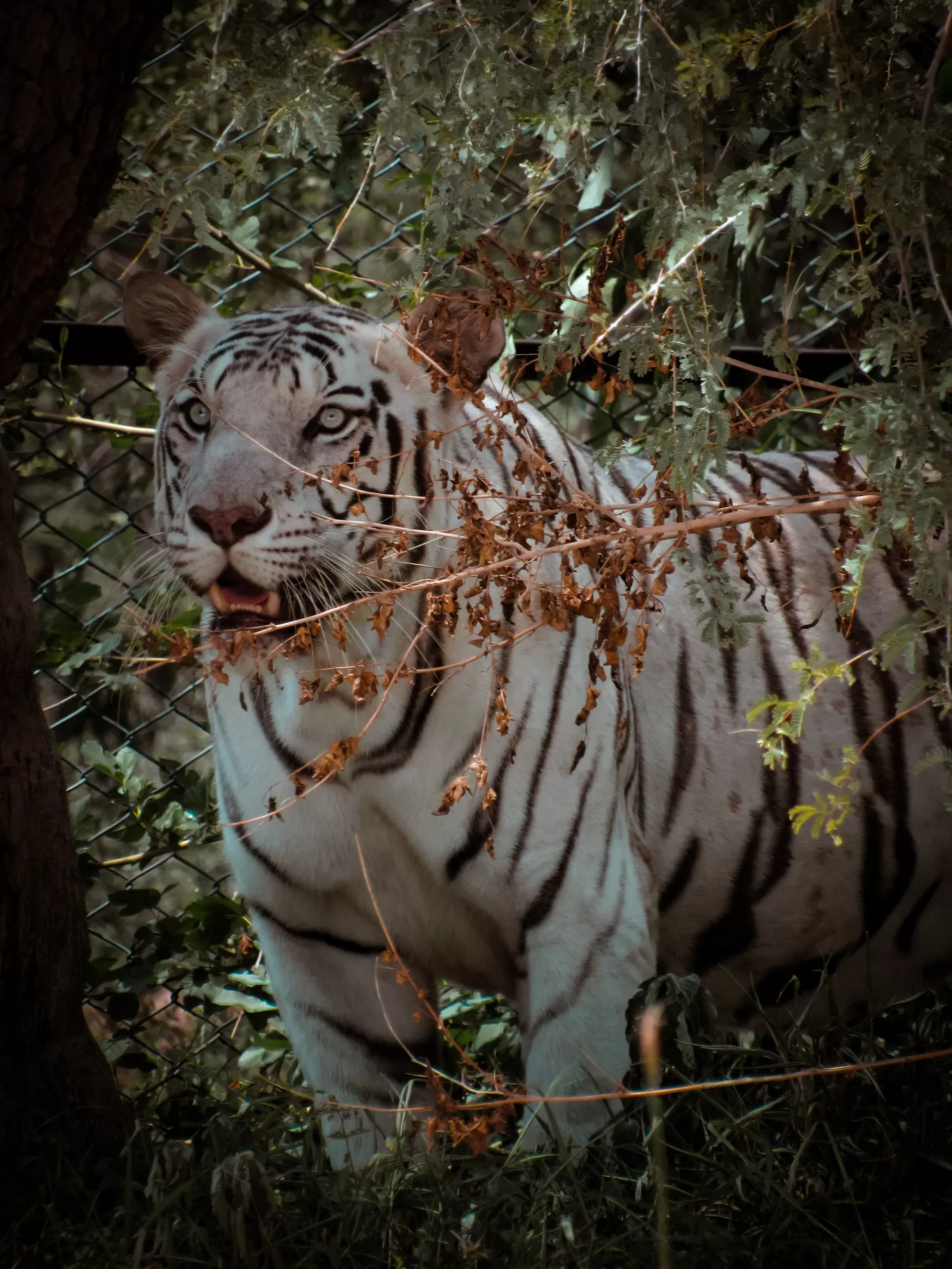 Photo of Nahargarh Biological Park By Ajay Singh Chouhan