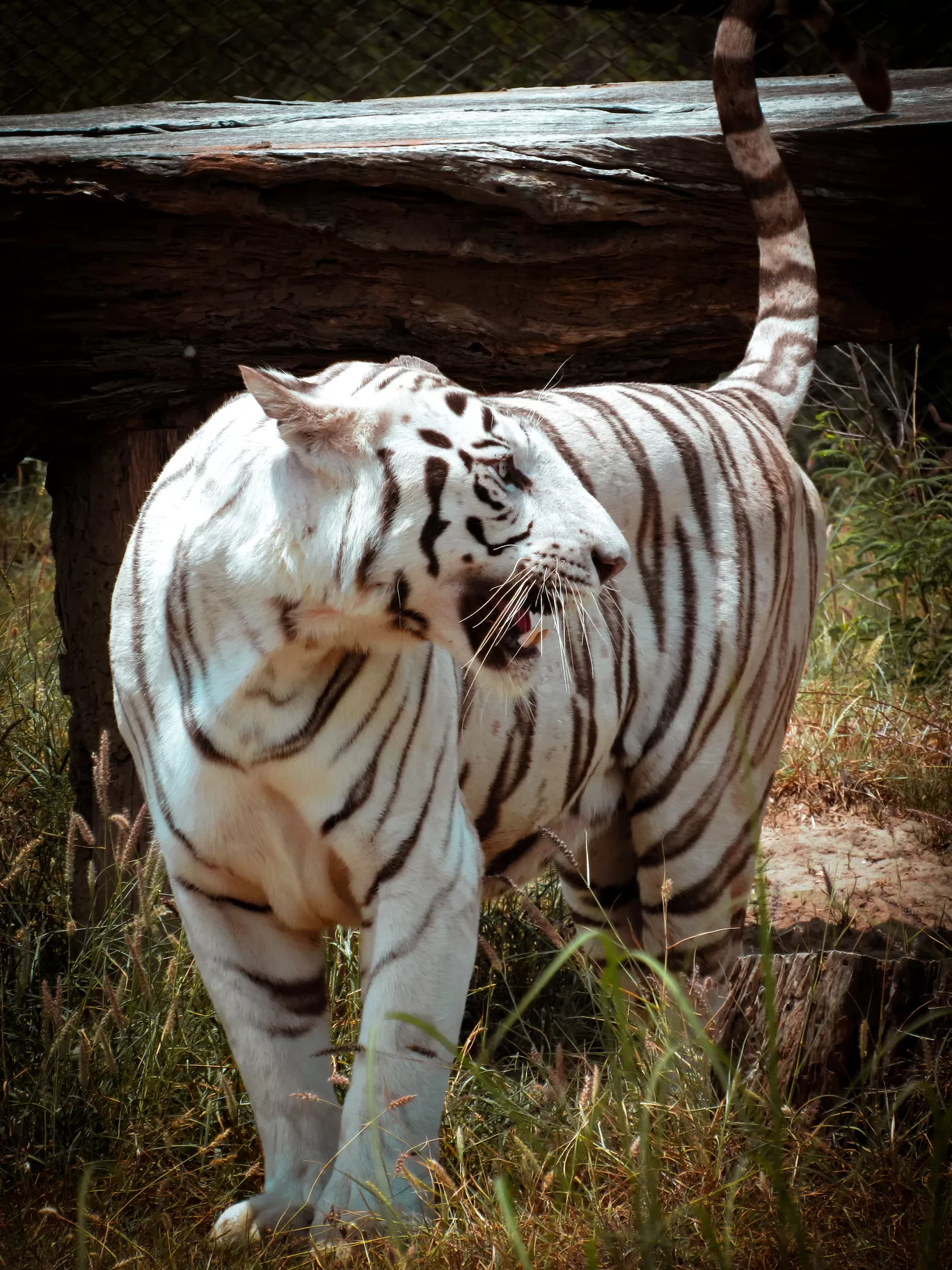 Photo of Nahargarh Biological Park By Ajay Singh Chouhan