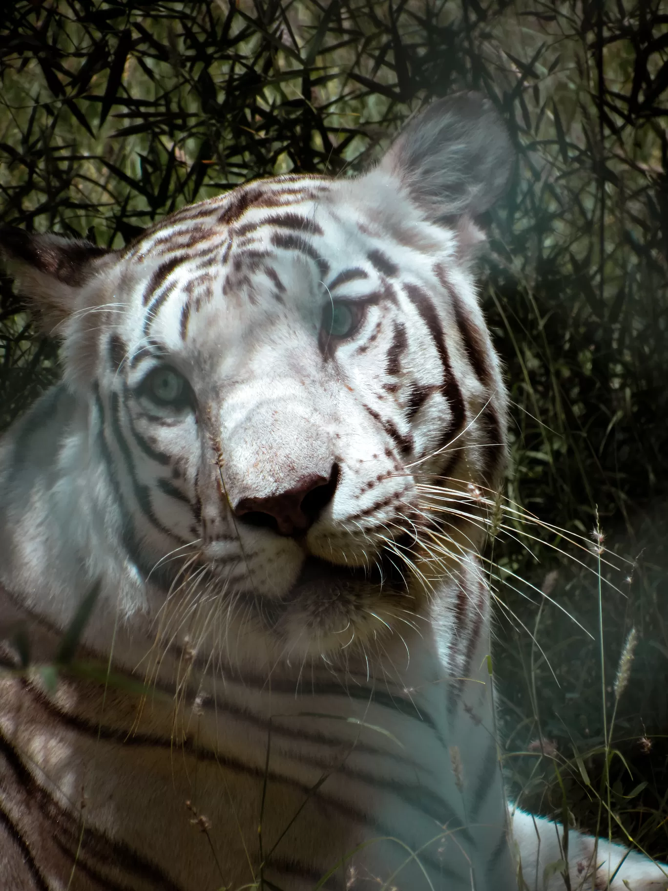 Photo of Nahargarh Biological Park By Ajay Singh Chouhan