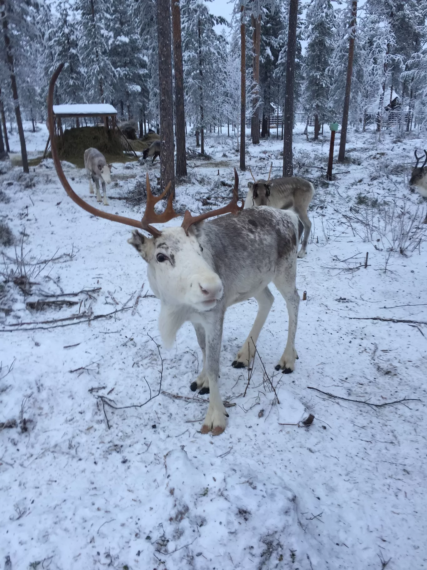 Photo of Lapland By Aahuti Sejpal