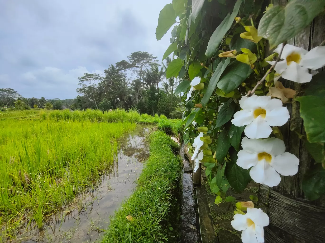 Photo of Bali By Kalyani Thorat