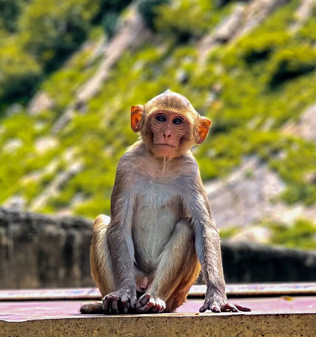 Photo of Jaipur By Raju Jangid