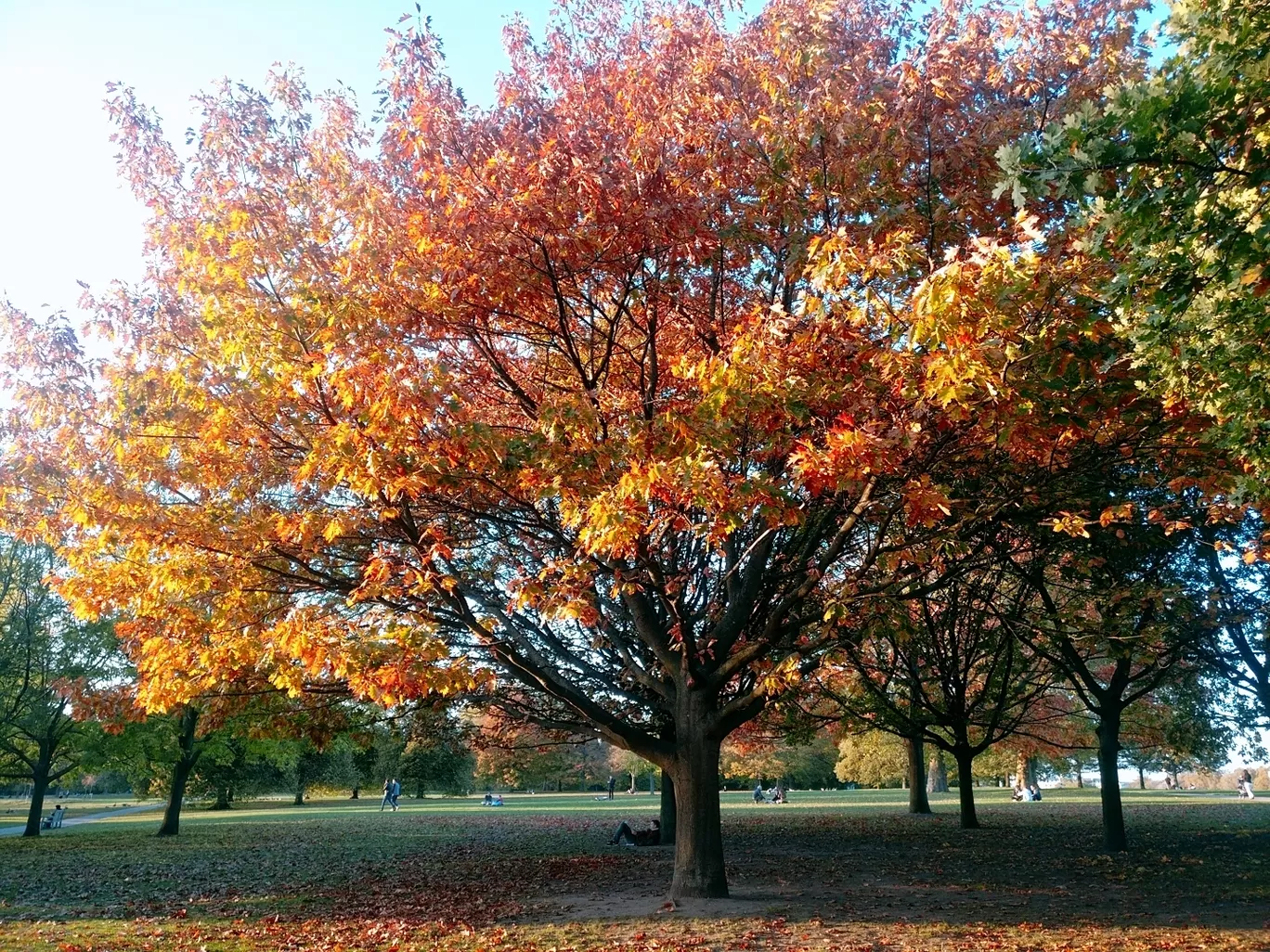 Photo of London By Manasa Murthy