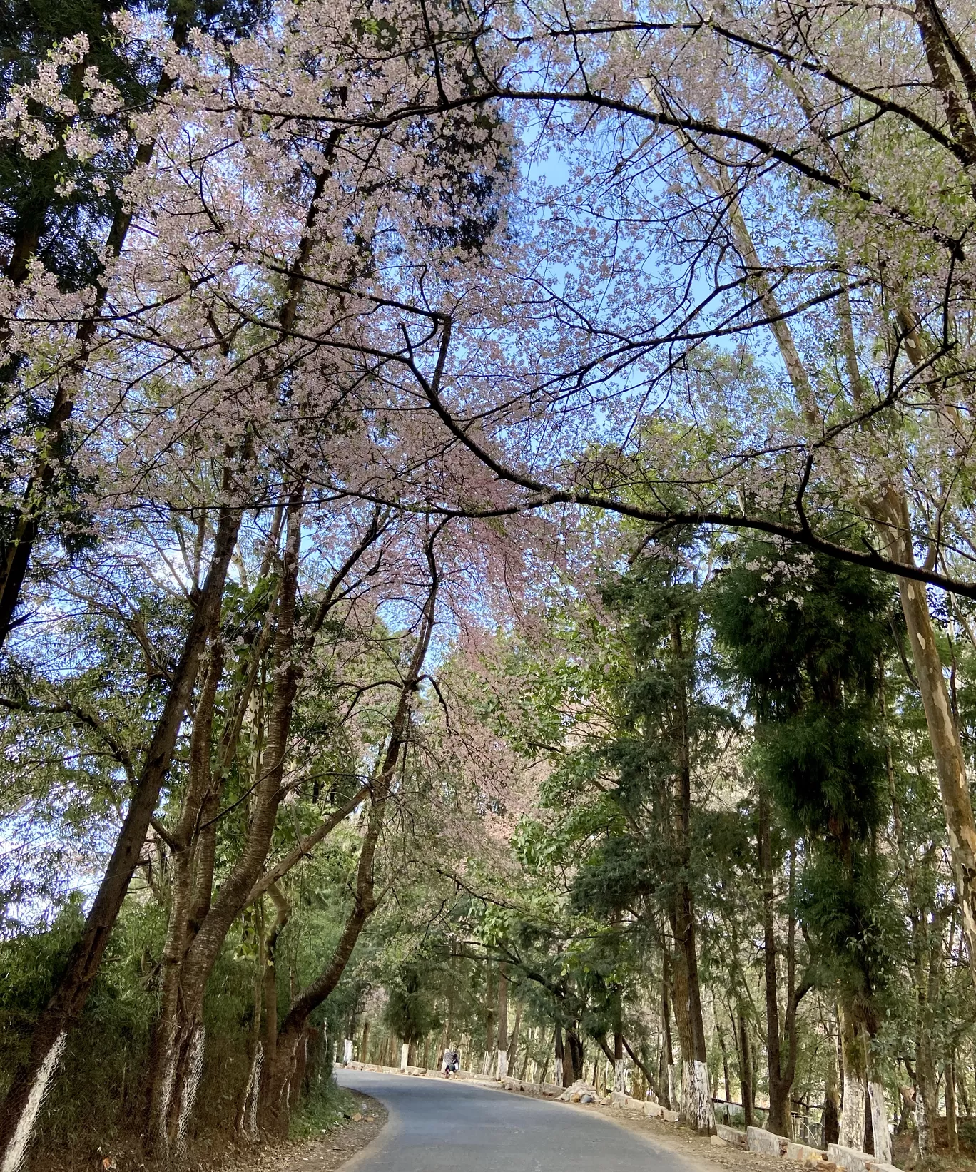 Photo of Shillong By Ankur Bora