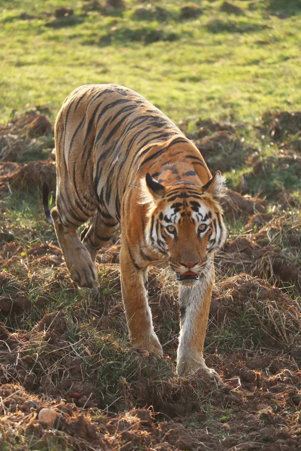Photo of Tadoba Andhari Tiger Reserve By Amrin Subhash