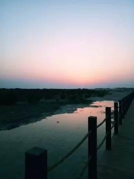 Photo of Al Thakira Mangroves Forest END By aarul mathew