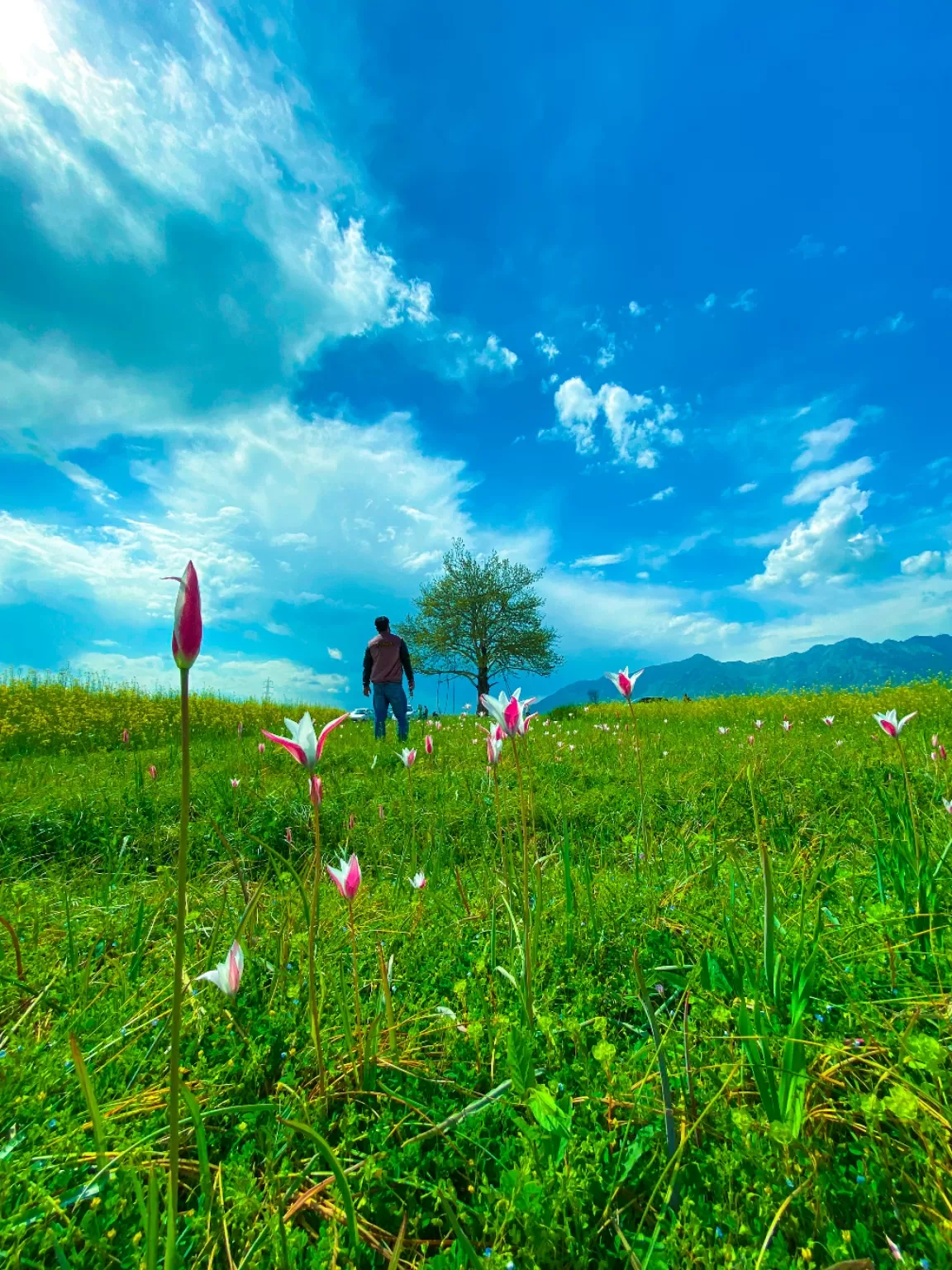 Photo of Pampore By Atta ullah Bhat