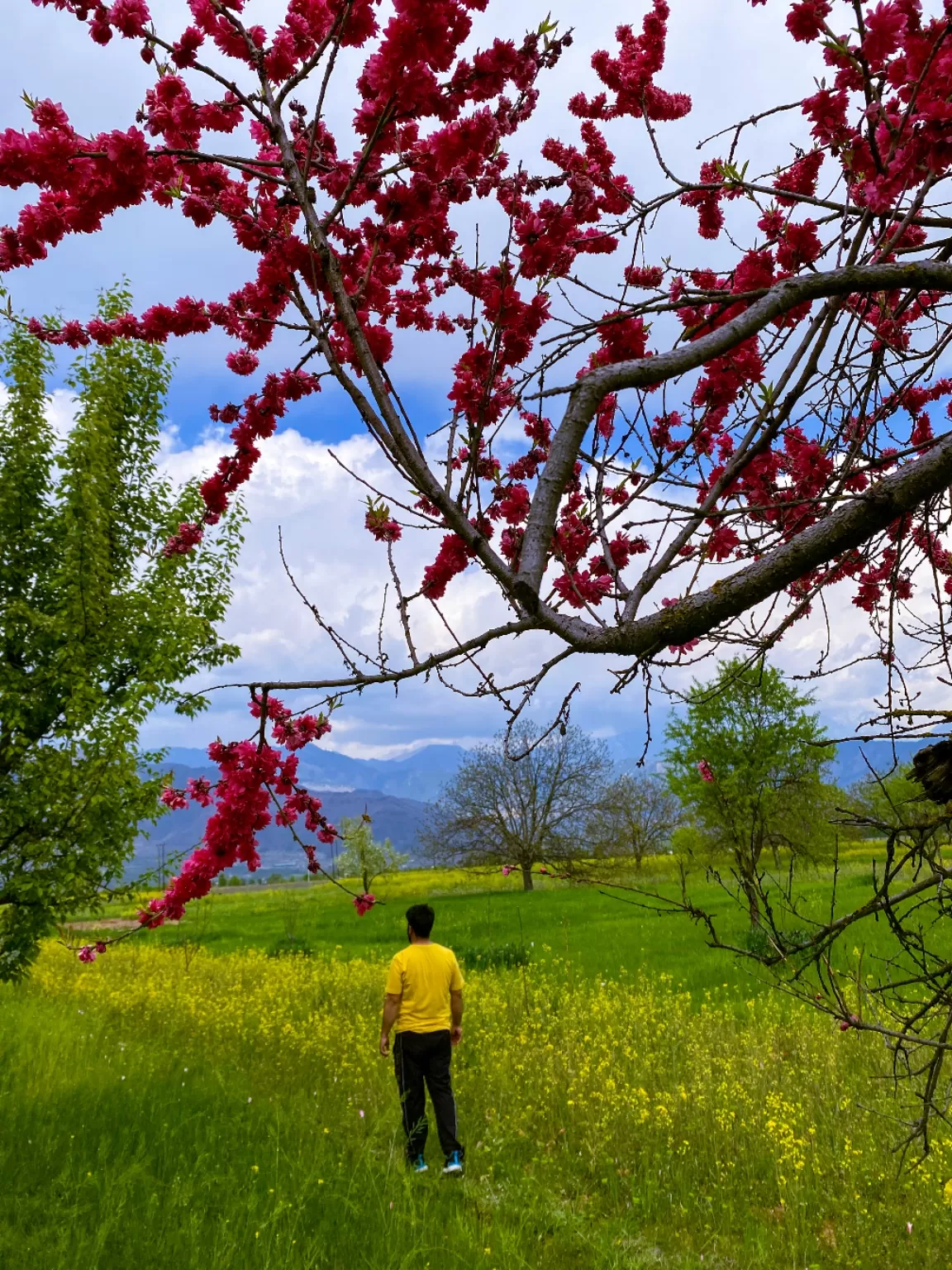 Photo of Pampore By Atta ullah Bhat