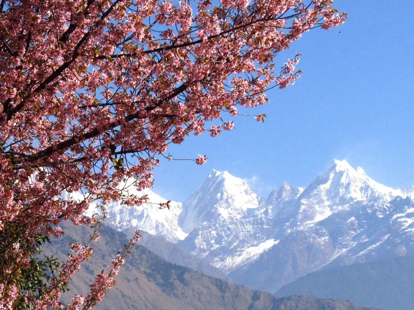 Photo of Munsyari By Ayan