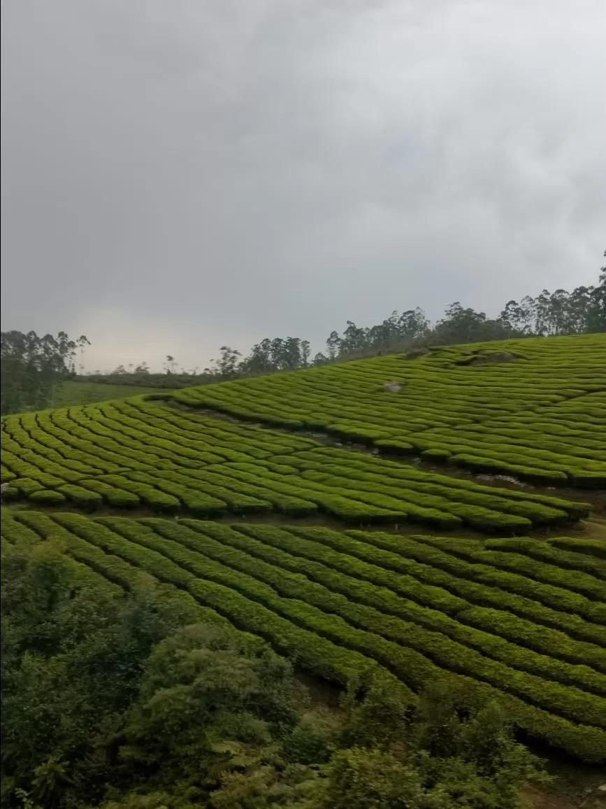 Photo of Munnar By Srinivas Chary