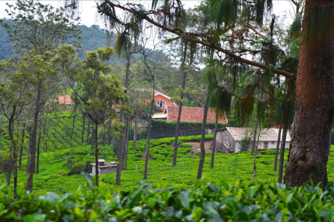 Photo of Coonoor By wandererSoul