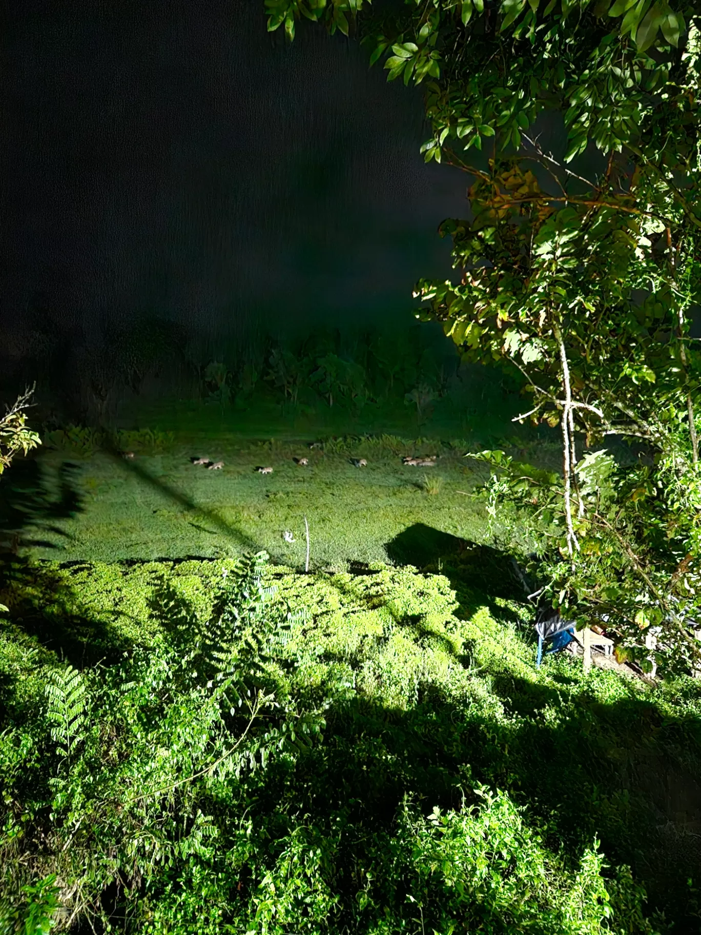 Photo of MUTHANGA WILD RESORT By anas arinkalode