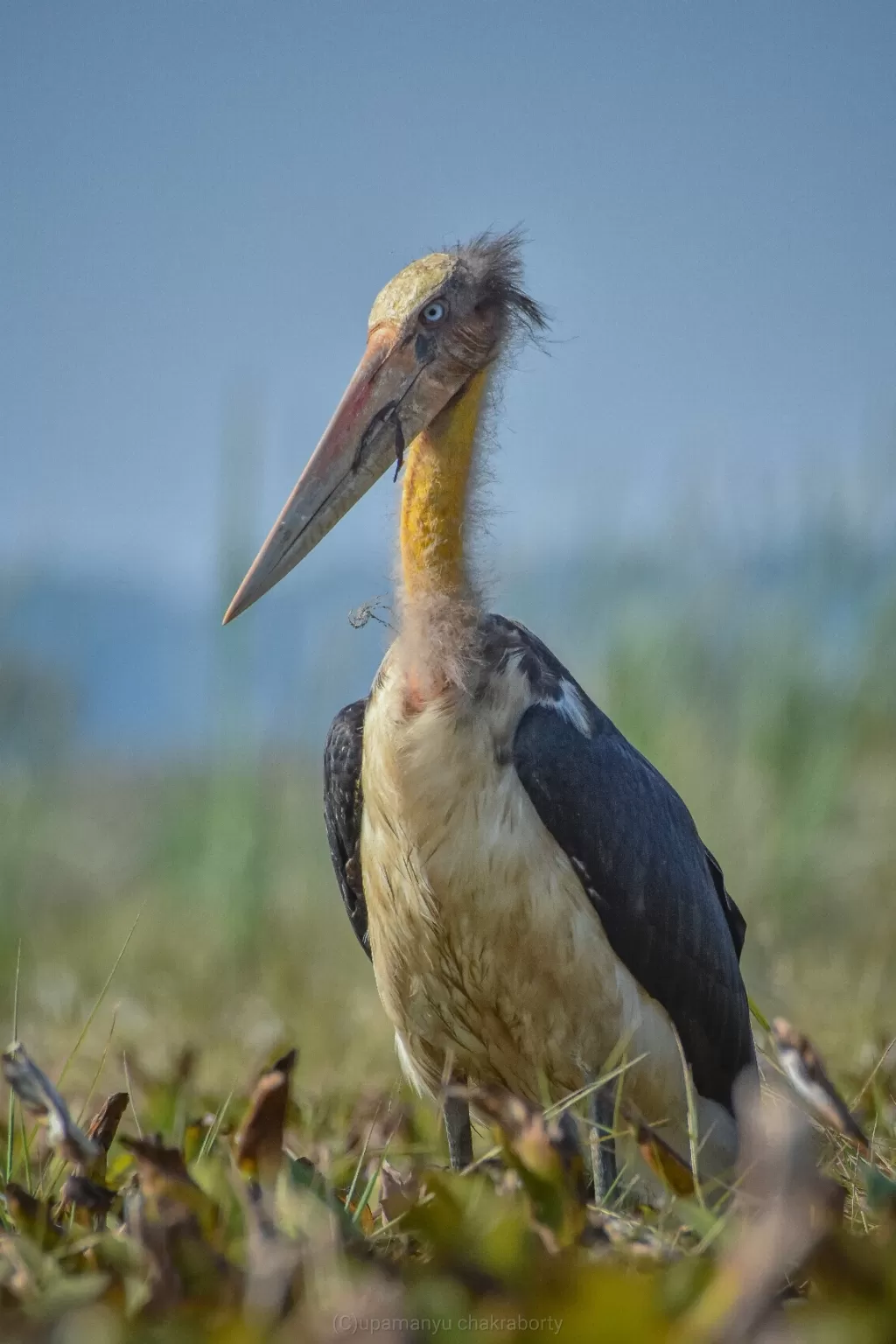 Photo of Gazoldoba Barrage By Upamanyu Chakraborty