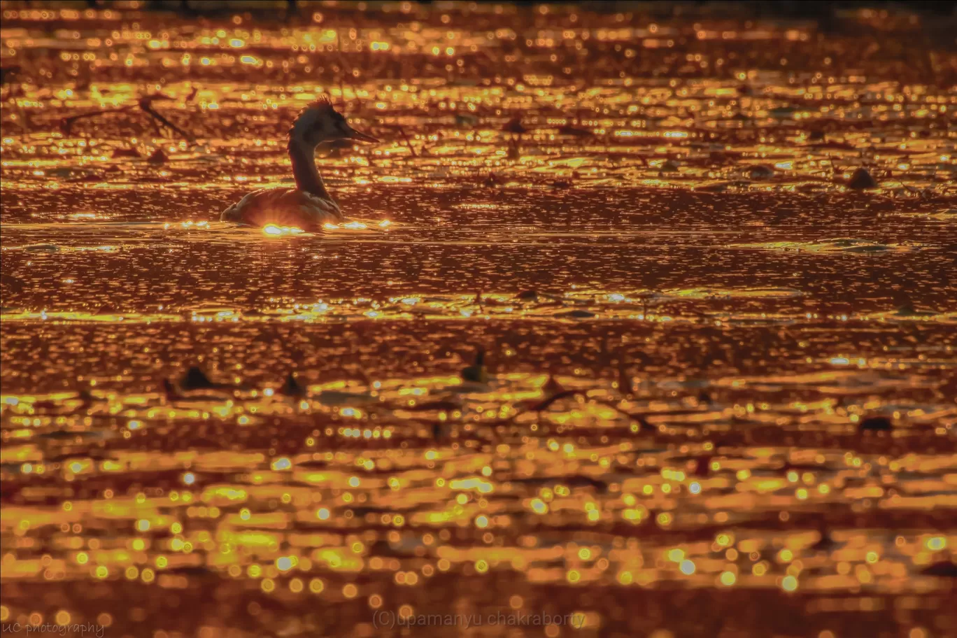 Photo of Gazoldoba Barrage By Upamanyu Chakraborty