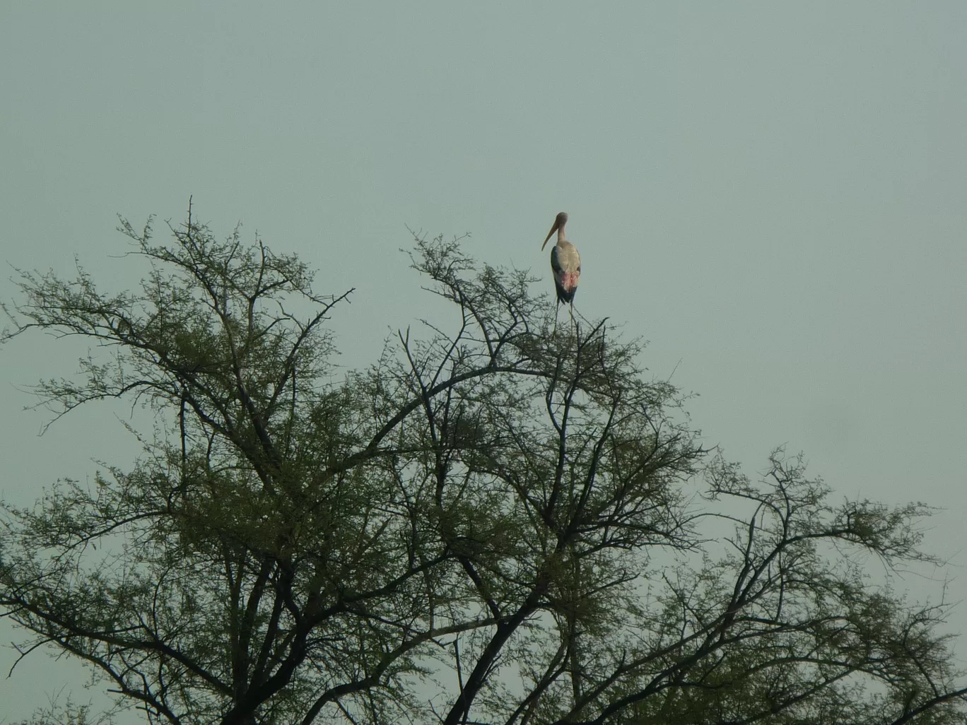 Photo of Bharatpur Bird Sanctuary By Rituparna Patgiri