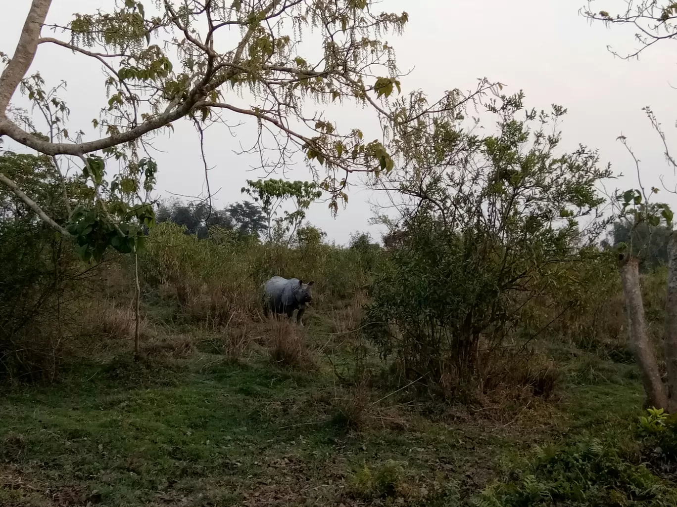 Photo of Kaziranga National Park By Wanderlust Ashok