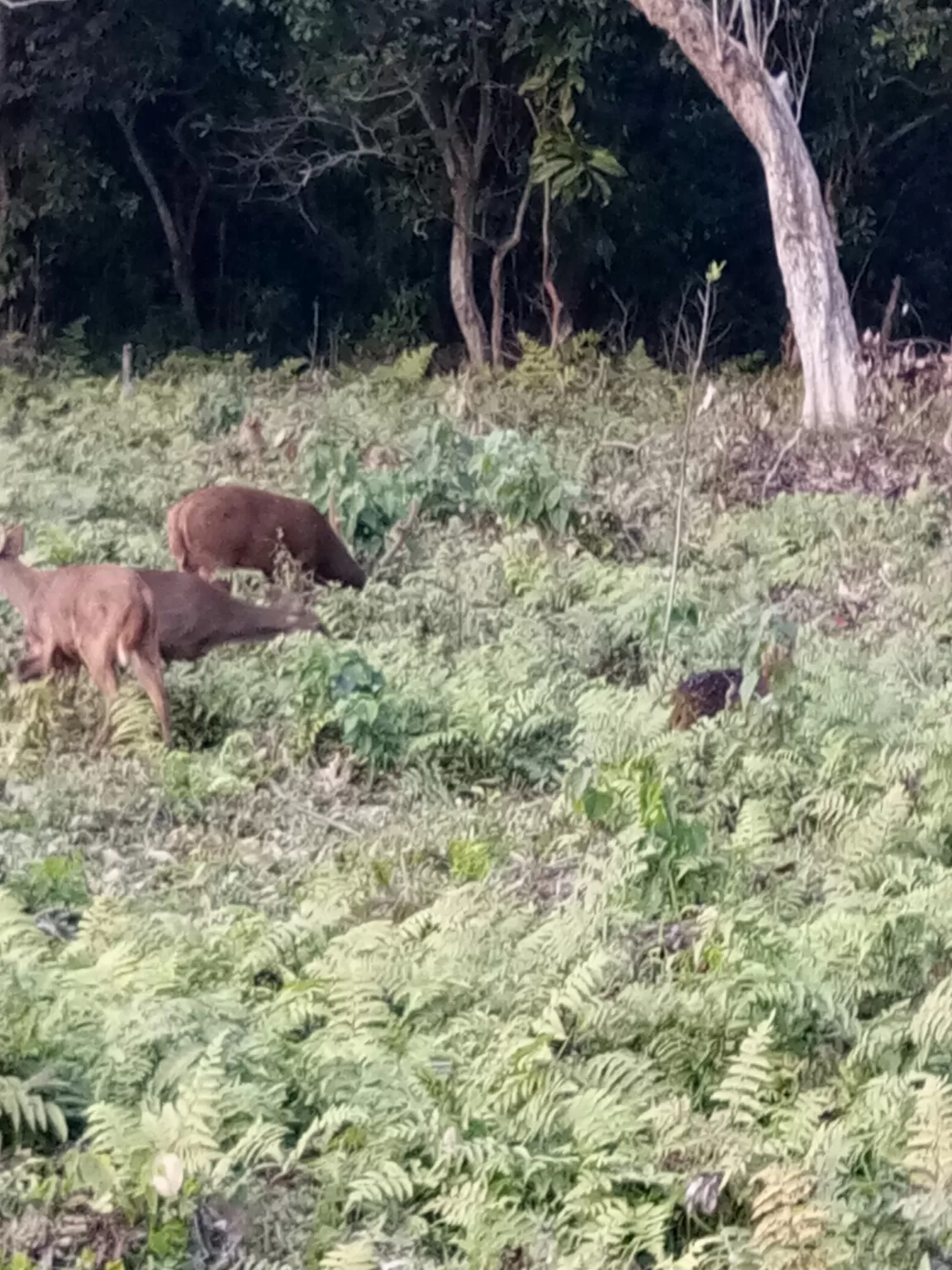 Photo of Kaziranga National Park By Wanderlust Ashok