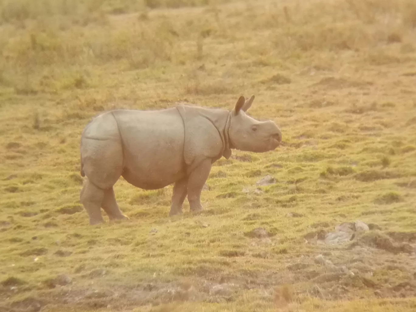 Photo of Kaziranga National Park By Wanderlust Ashok