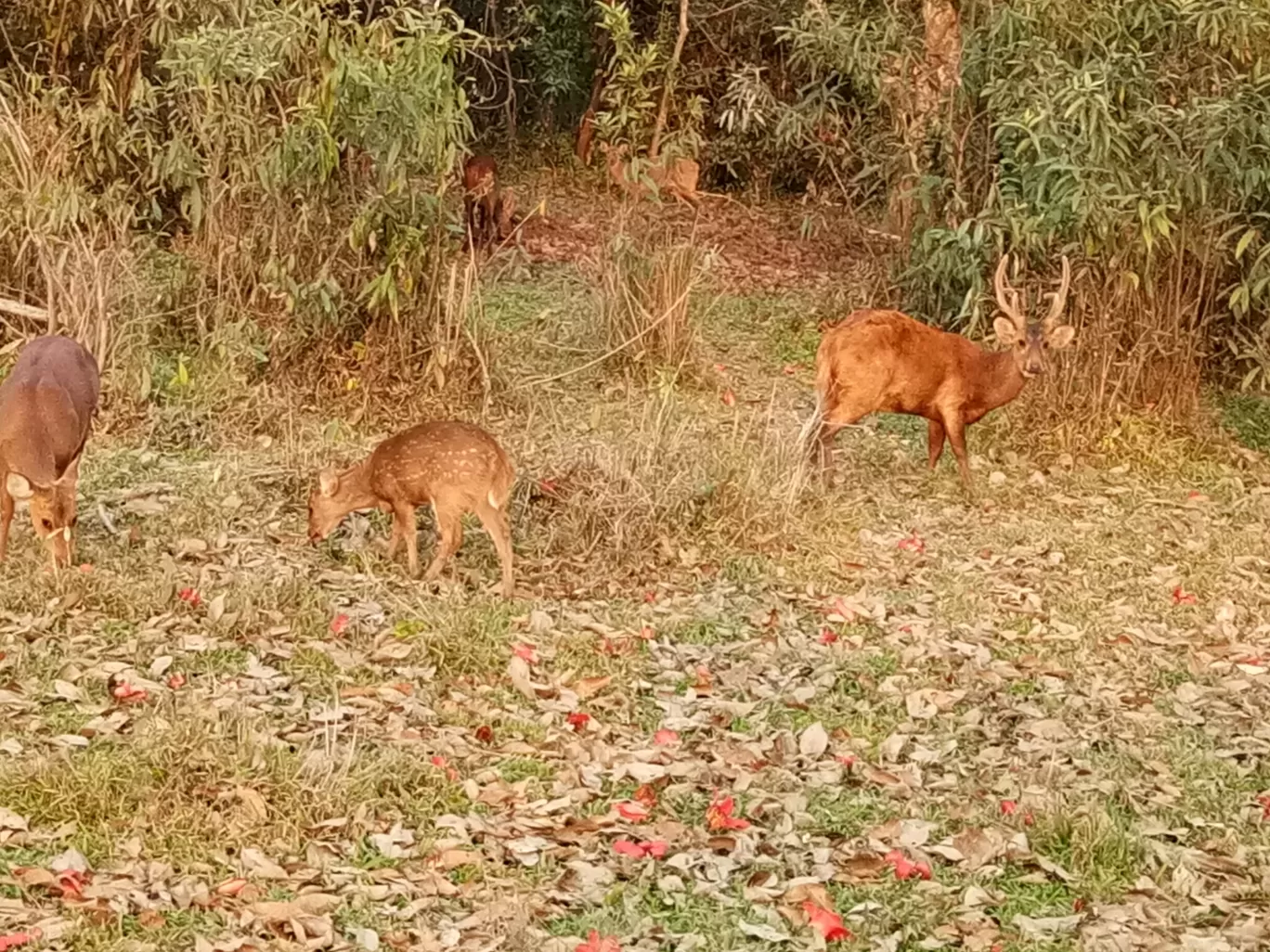 Photo of Kaziranga National Park By Wanderlust Ashok