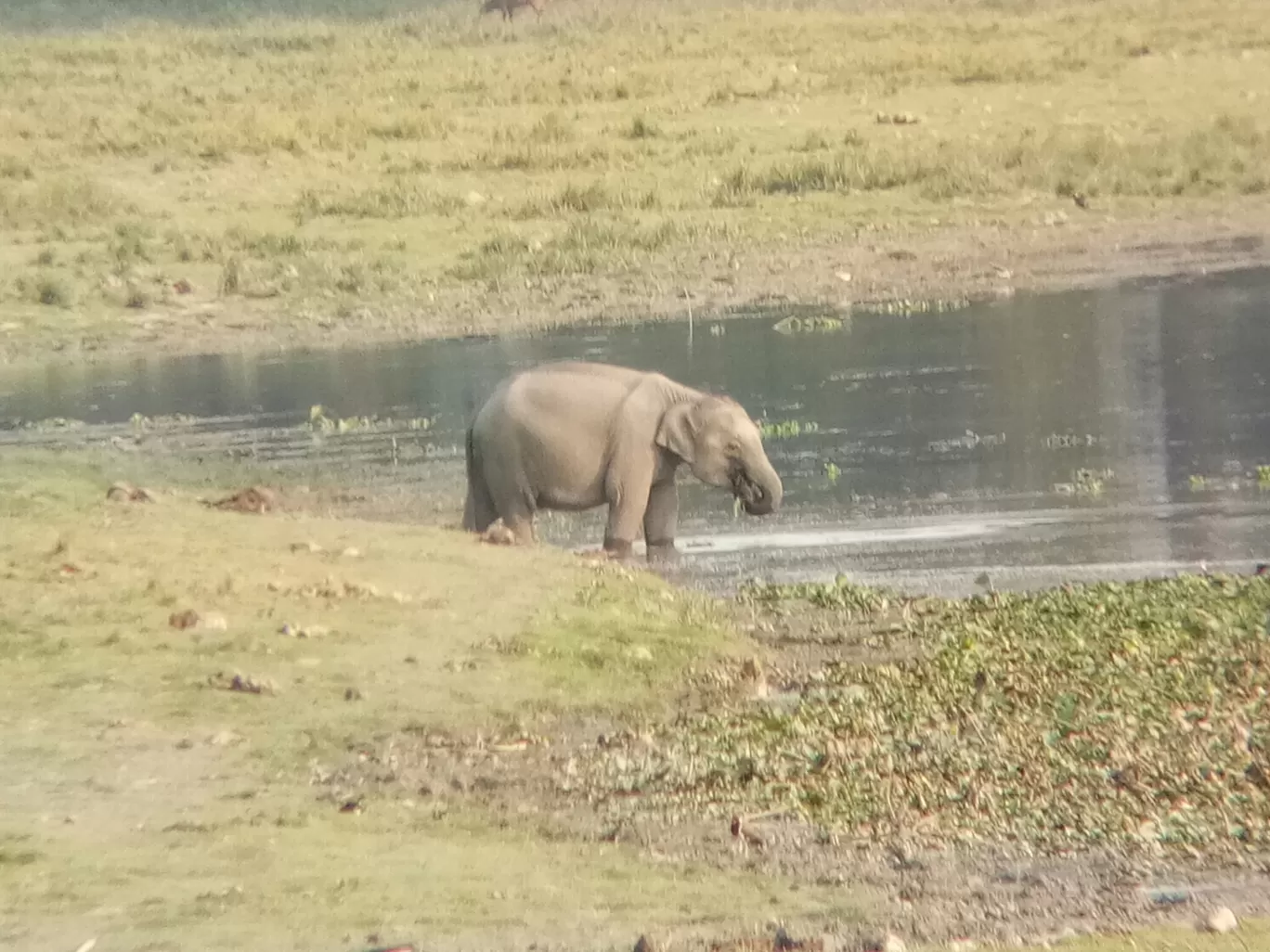 Photo of Kaziranga National Park By Wanderlust Ashok