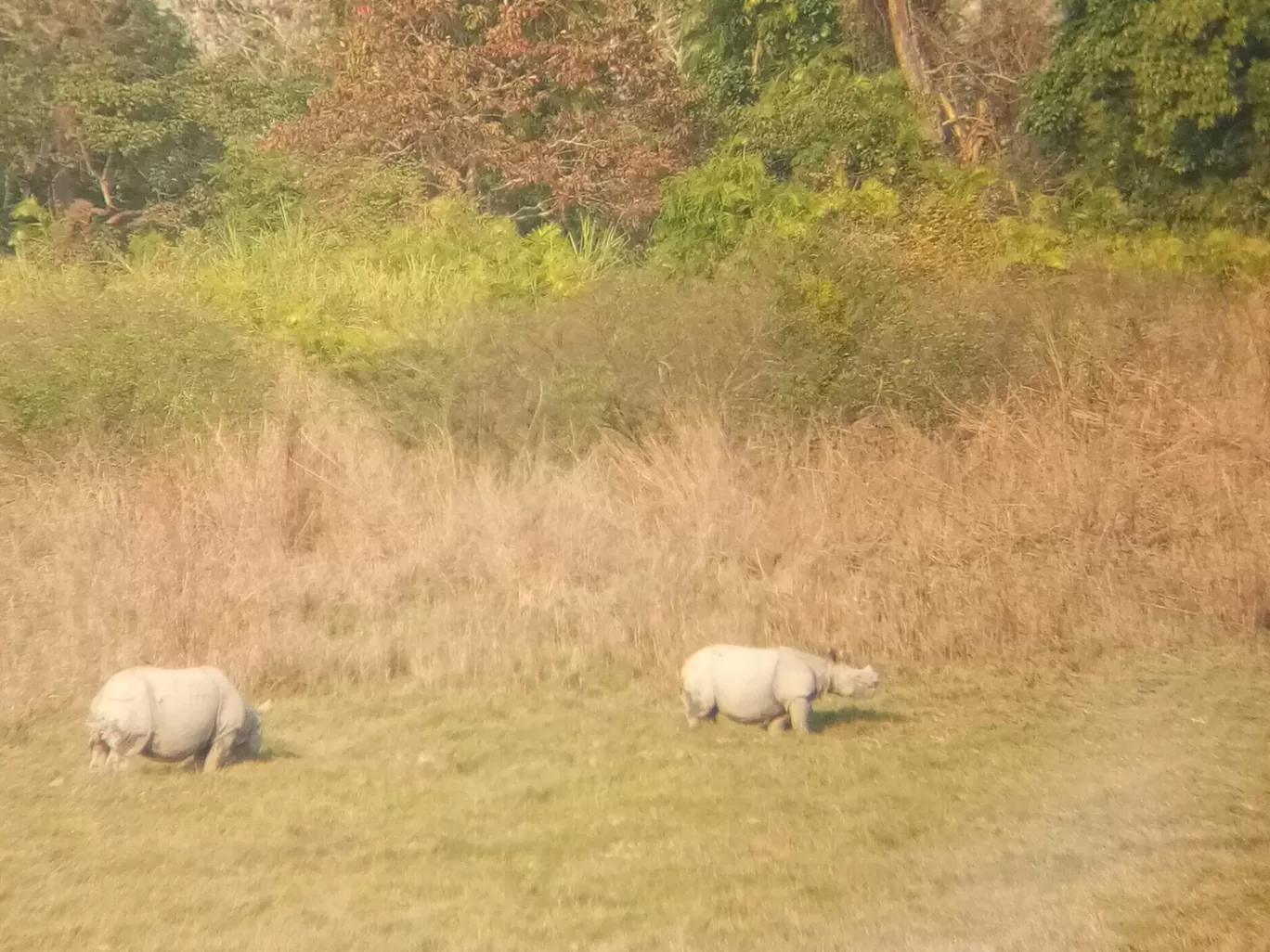 Photo of Kaziranga National Park By Wanderlust Ashok
