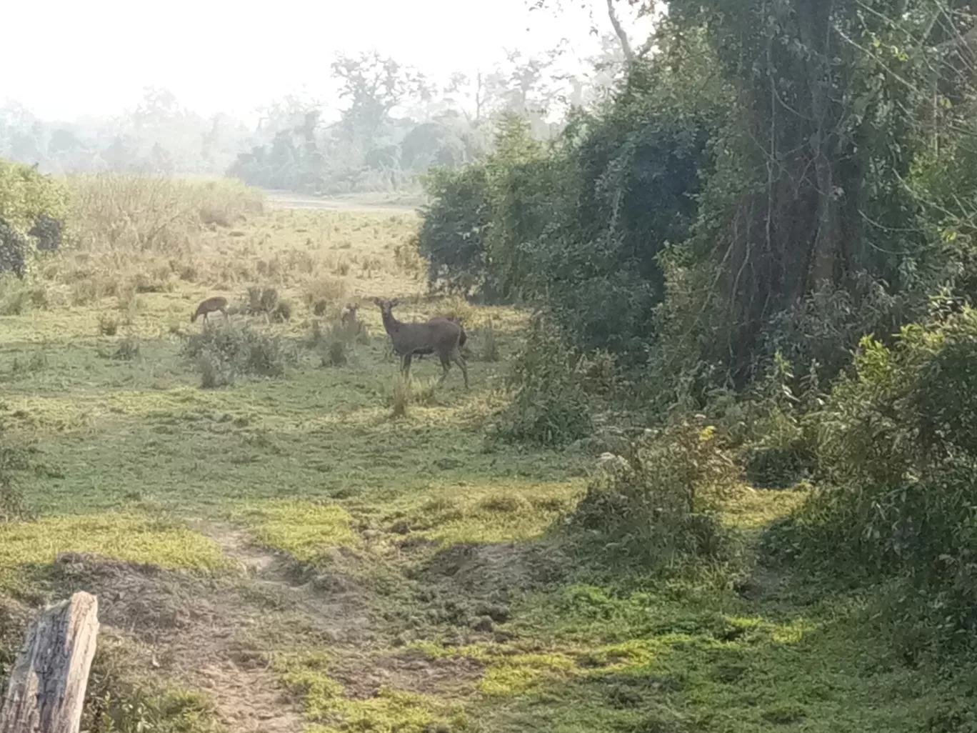 Photo of Kaziranga National Park By Wanderlust Ashok