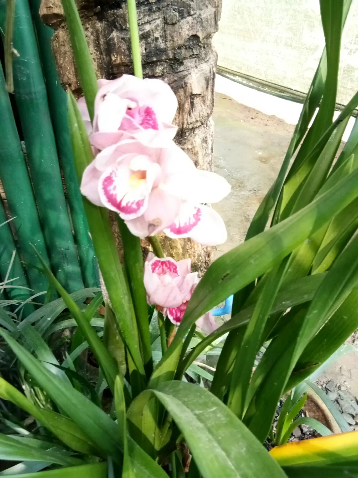 Photo of Kaziranga Orchid Nursery By Wanderlust Ashok