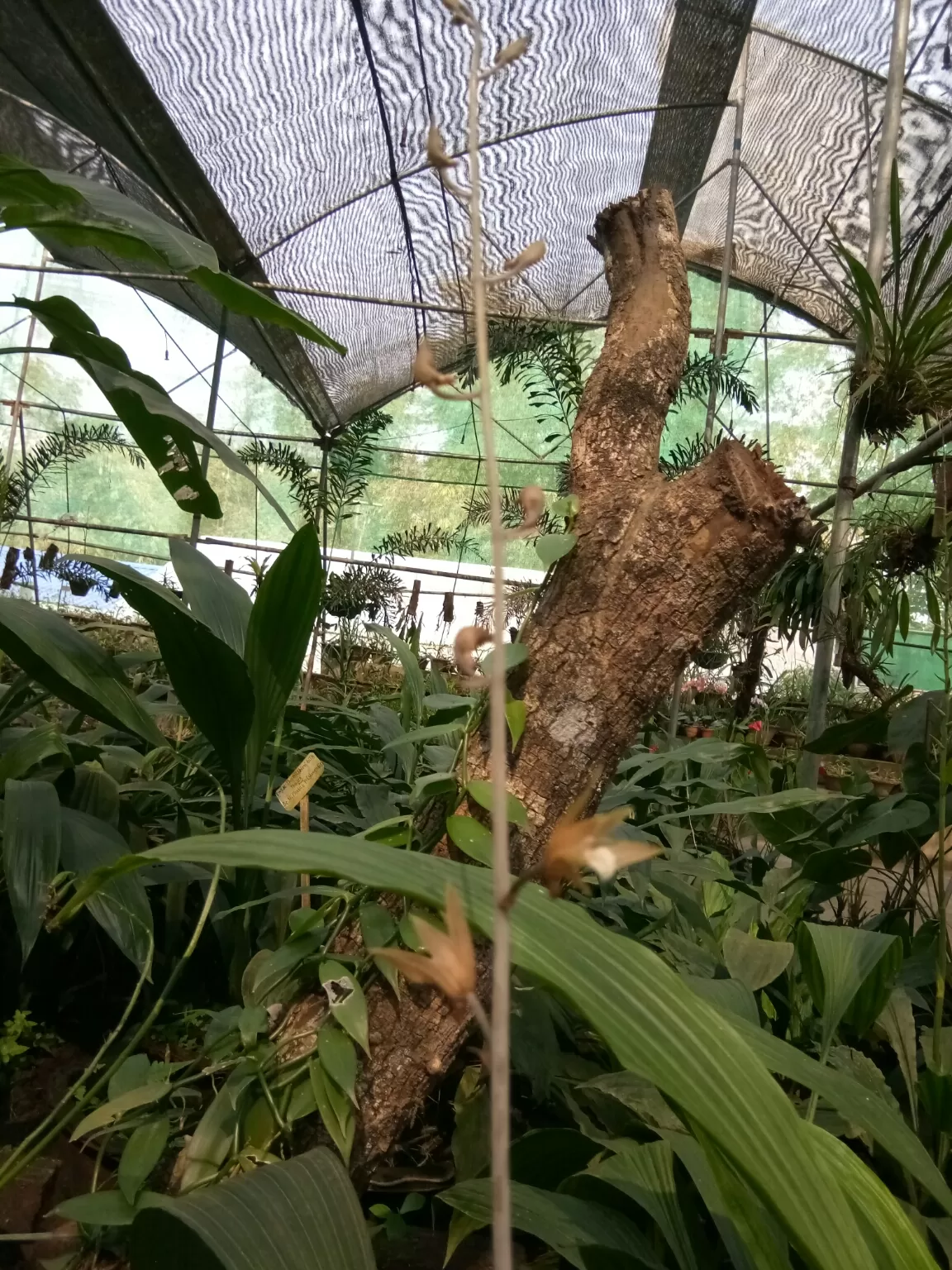 Photo of Kaziranga Orchid Nursery By Wanderlust Ashok