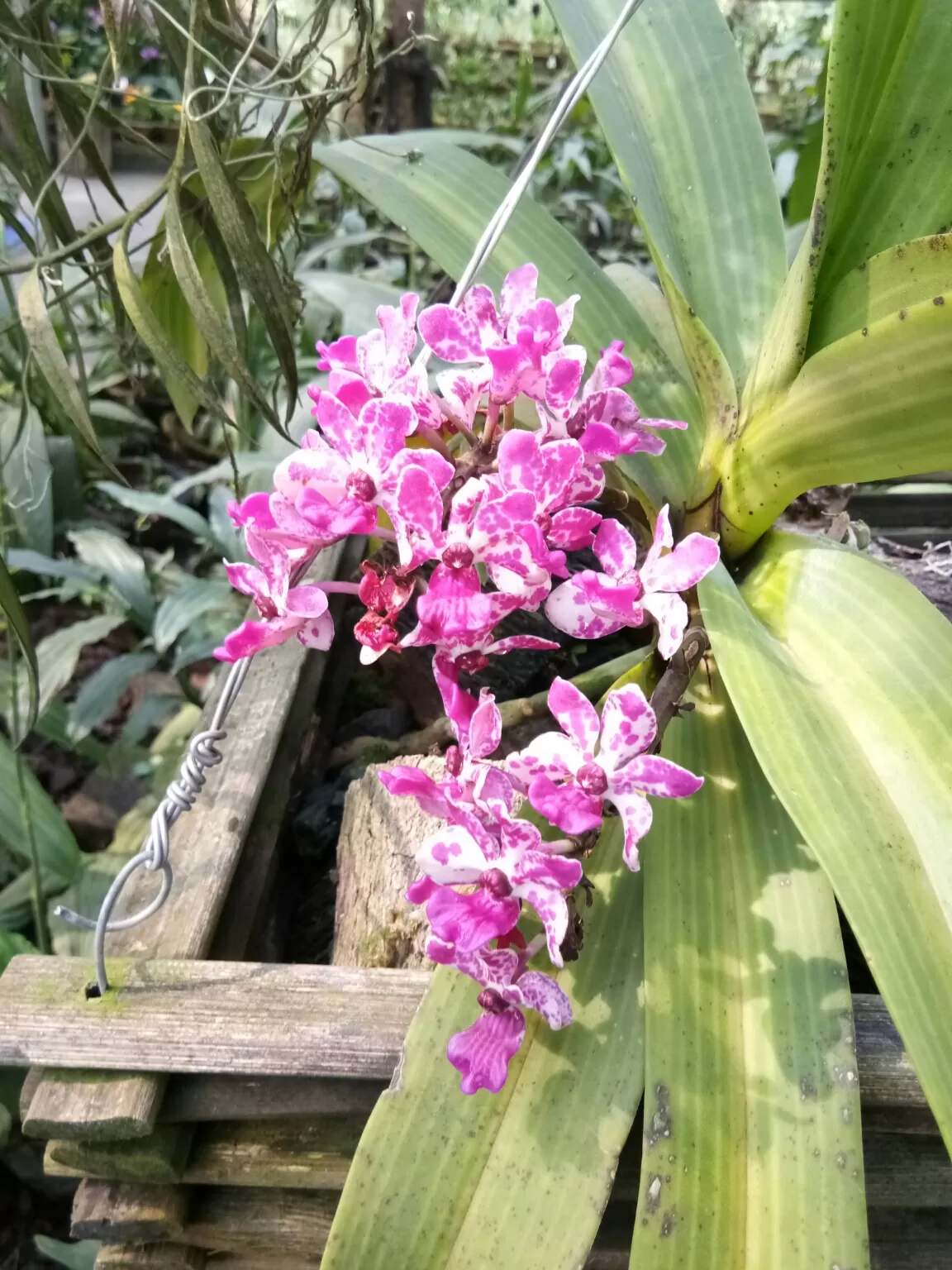 Photo of Kaziranga Orchid Nursery By Wanderlust Ashok