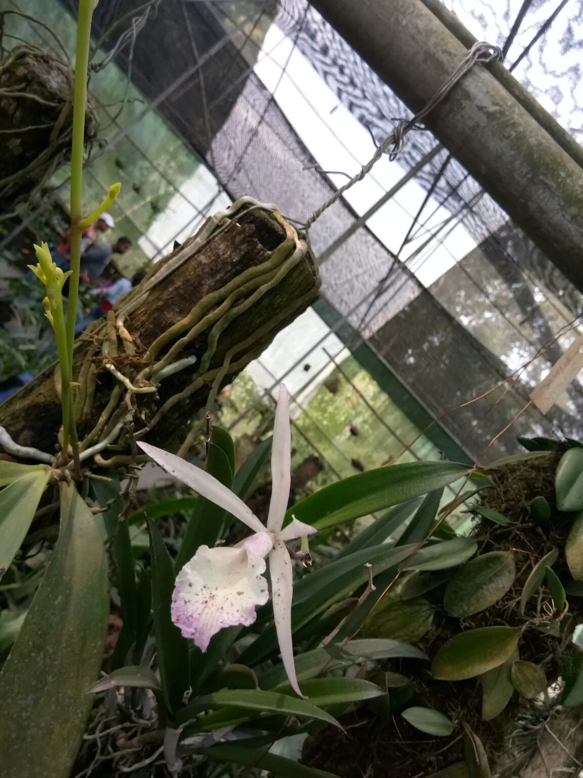 Photo of Kaziranga Orchid Nursery By Wanderlust Ashok