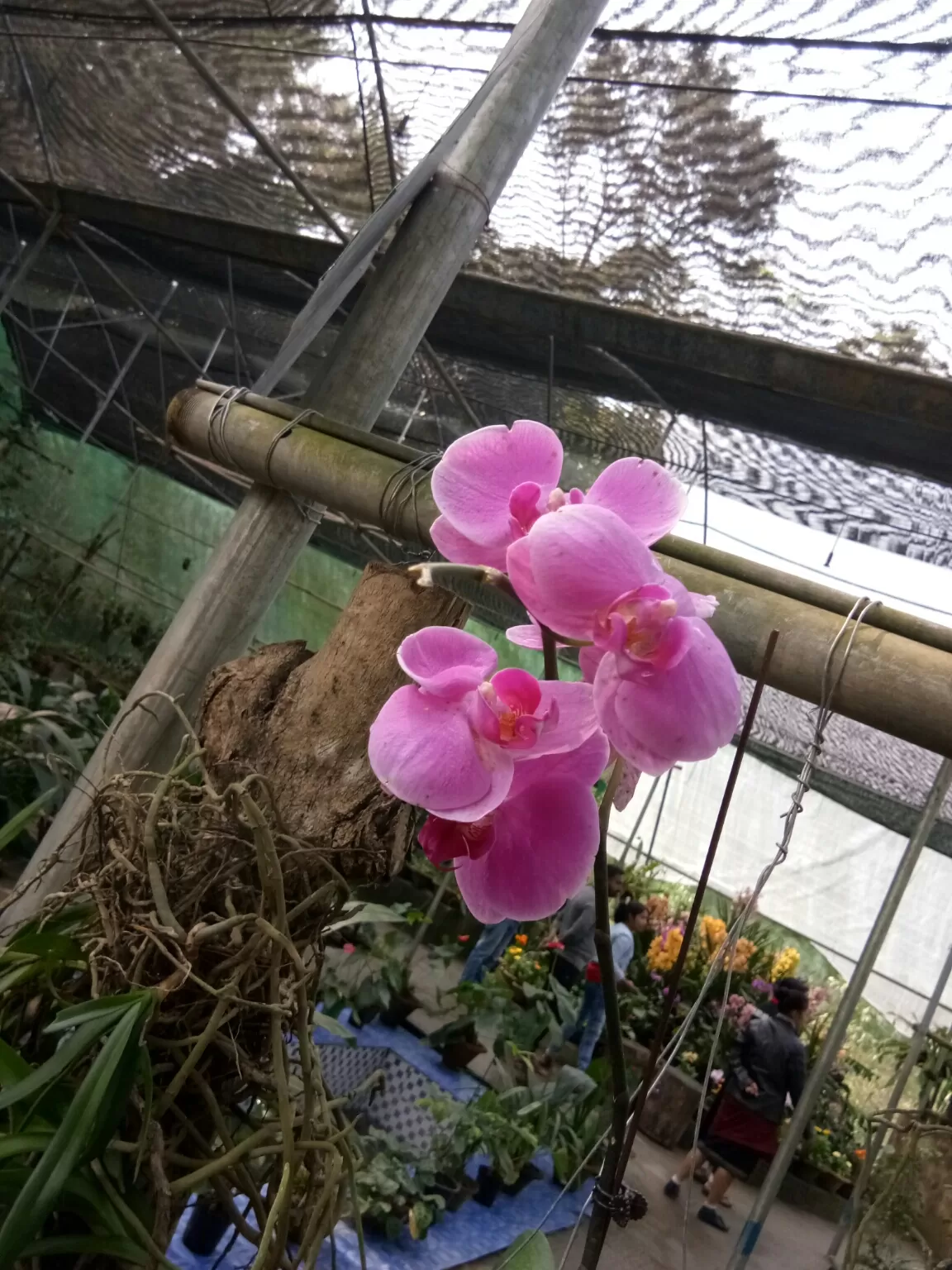 Photo of Kaziranga Orchid Nursery By Wanderlust Ashok