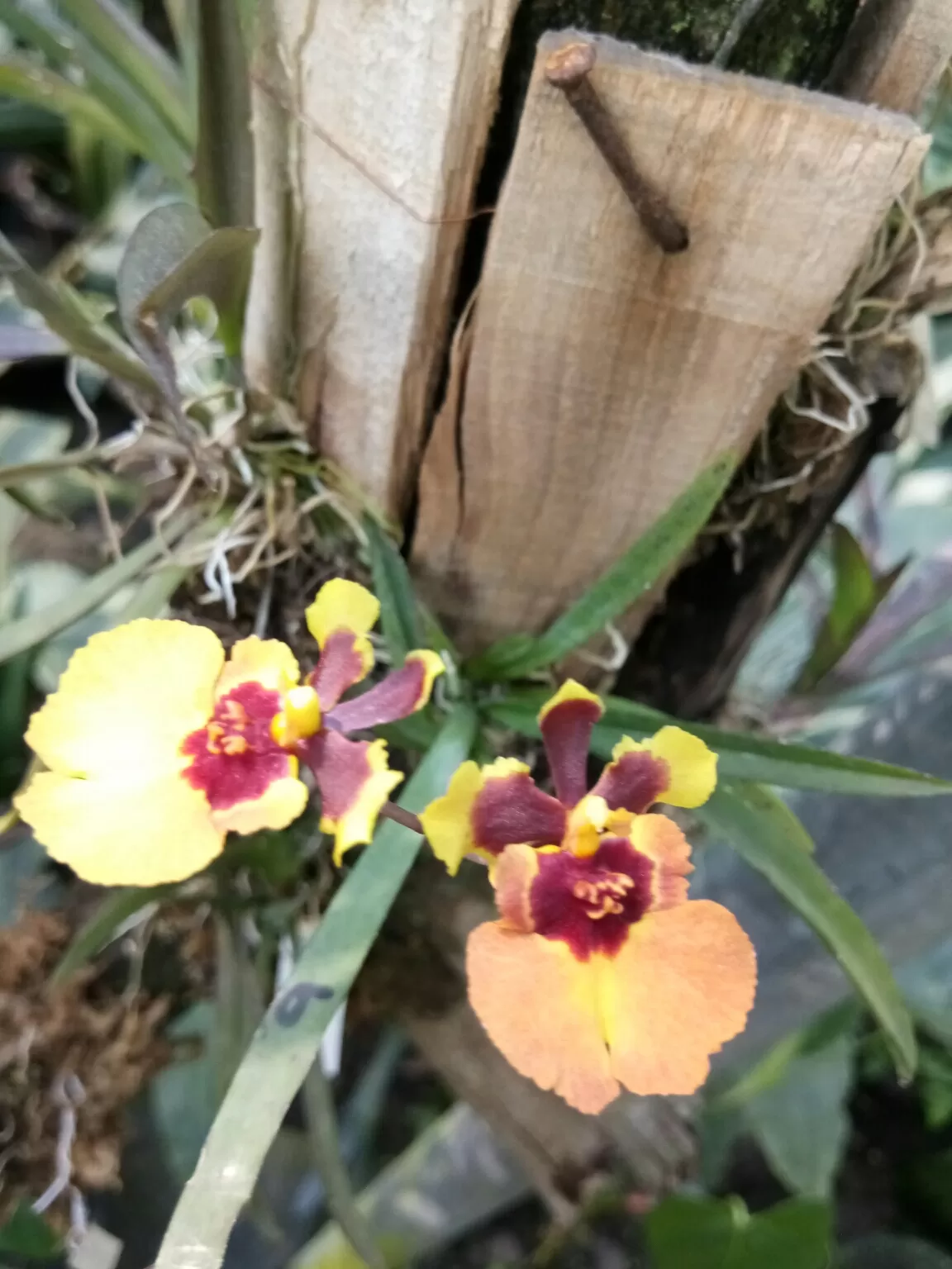 Photo of Kaziranga Orchid Nursery By Wanderlust Ashok