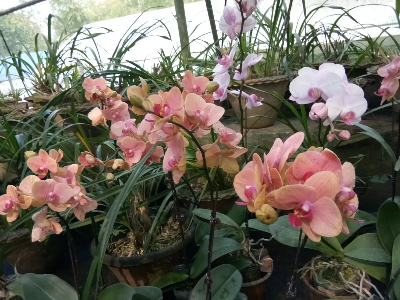 Photo of Kaziranga Orchid Nursery By Wanderlust Ashok