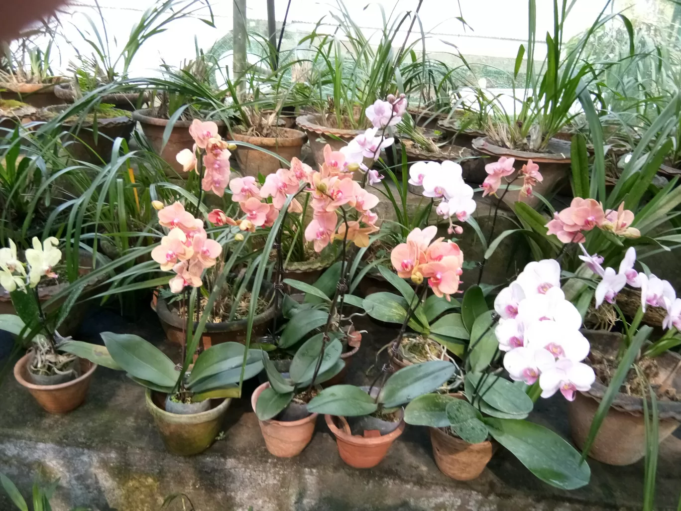 Photo of Kaziranga Orchid Nursery By Wanderlust Ashok