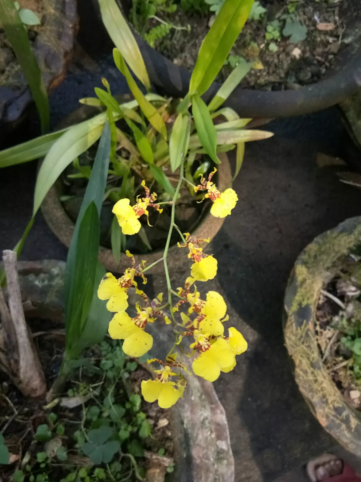 Photo of Kaziranga Orchid Nursery By Wanderlust Ashok