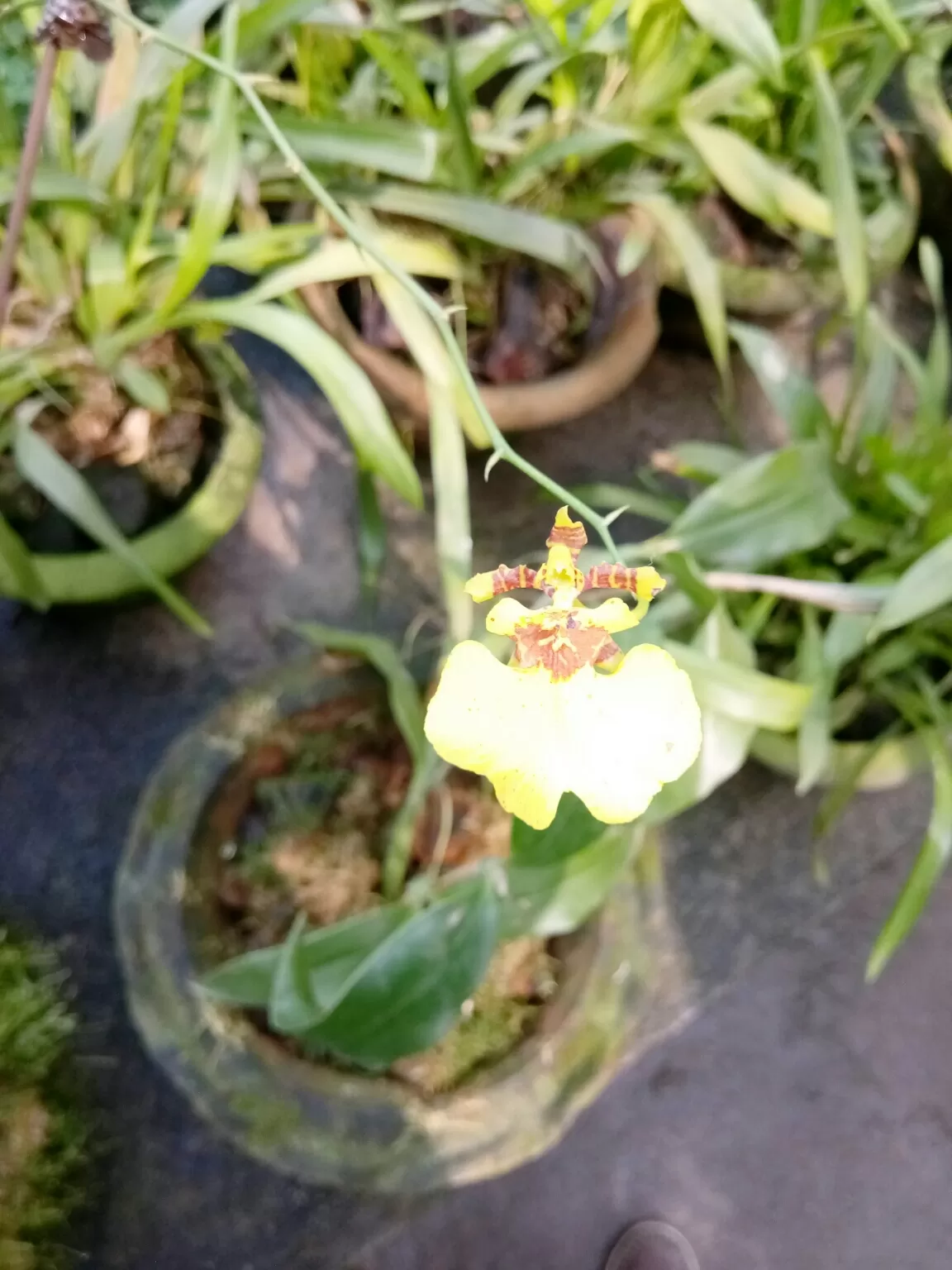 Photo of Kaziranga Orchid Nursery By Wanderlust Ashok