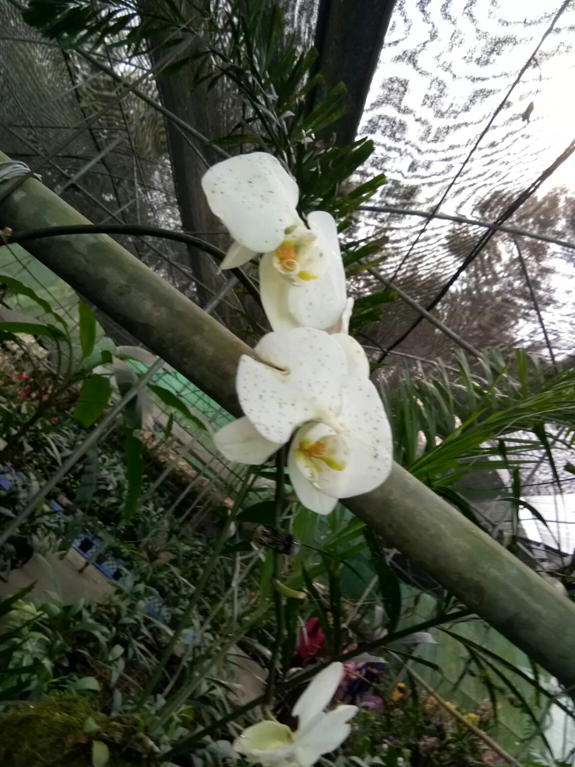 Photo of Kaziranga Orchid Nursery By Wanderlust Ashok