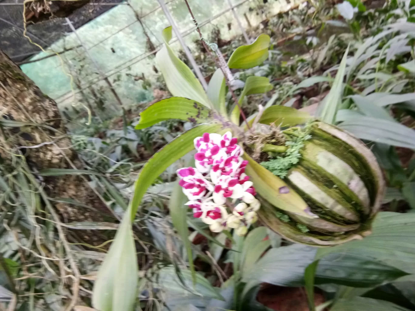Photo of Kaziranga Orchid Nursery By Wanderlust Ashok