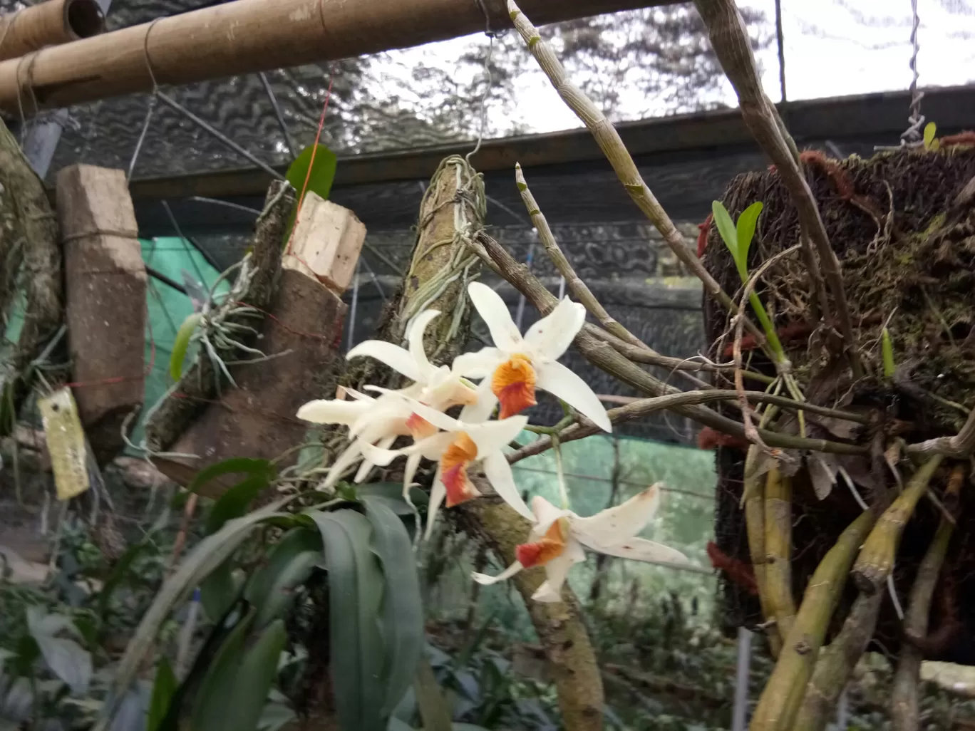 Photo of Kaziranga Orchid Nursery By Wanderlust Ashok