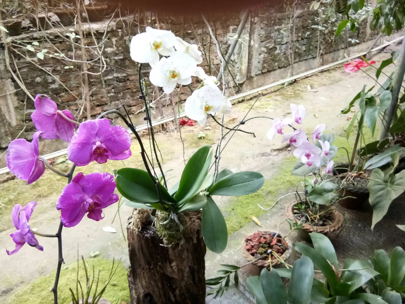 Photo of Kaziranga Orchid Nursery By Wanderlust Ashok