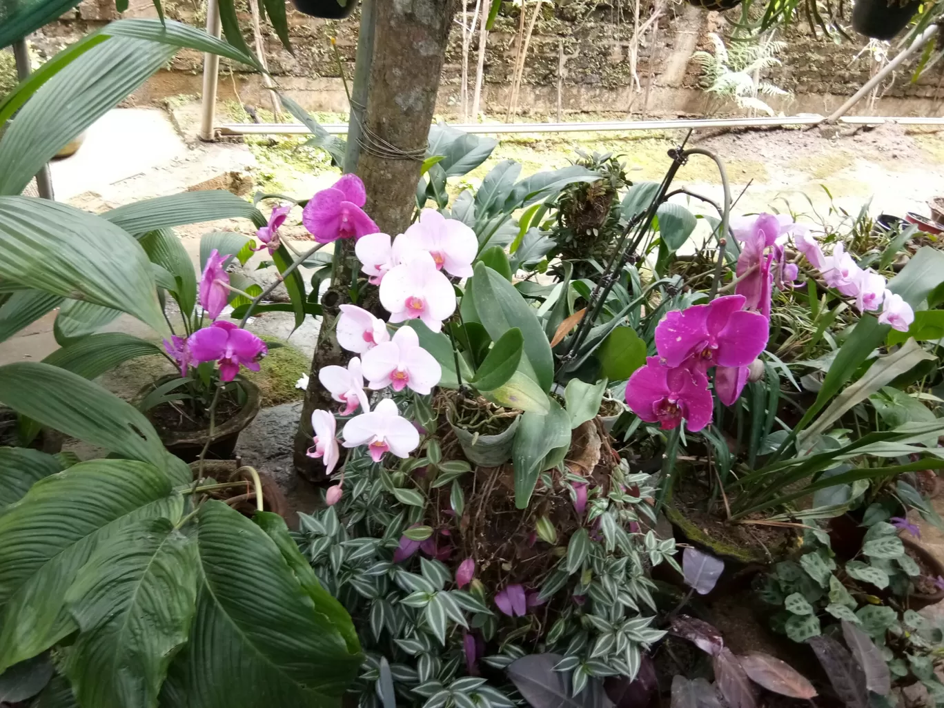 Photo of Kaziranga Orchid Nursery By Wanderlust Ashok
