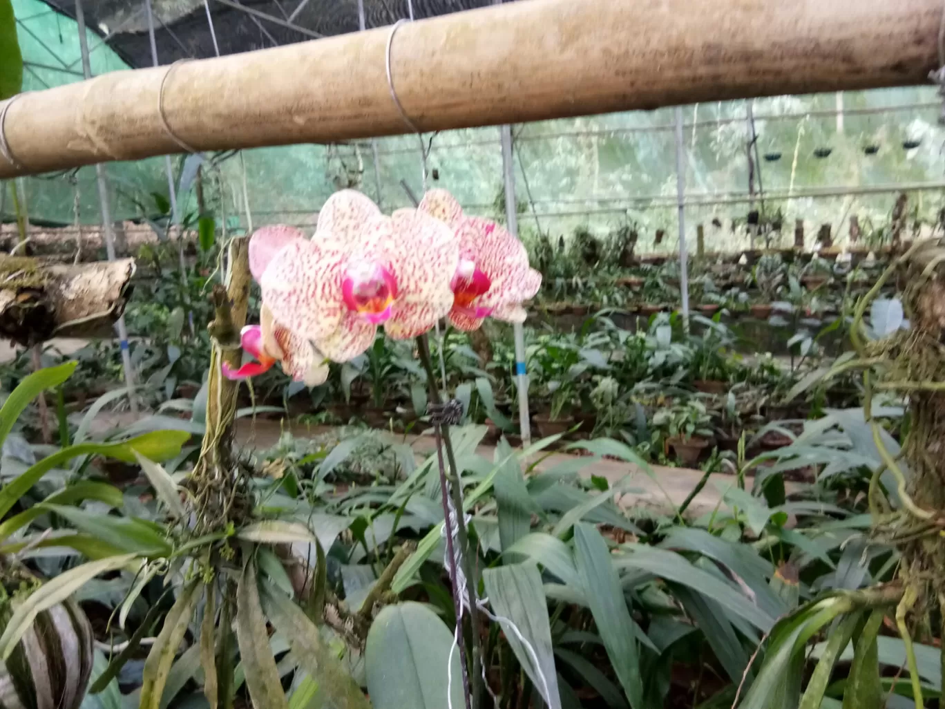 Photo of Kaziranga Orchid Nursery By Wanderlust Ashok
