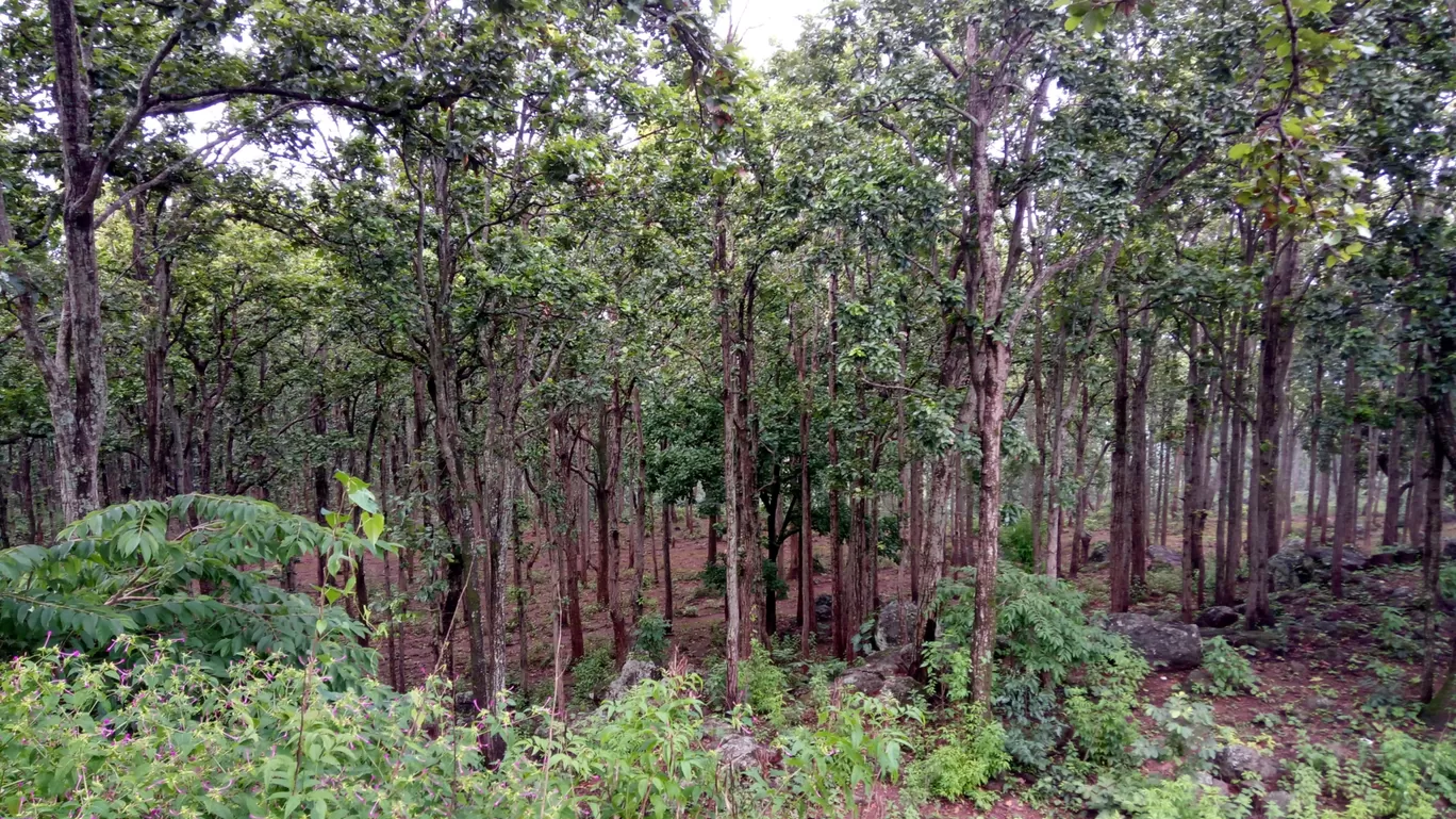 Photo of Netarhat By Wanderlust Ashok