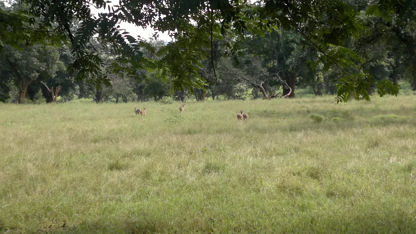 Photo of Betla National Park By Wanderlust Ashok